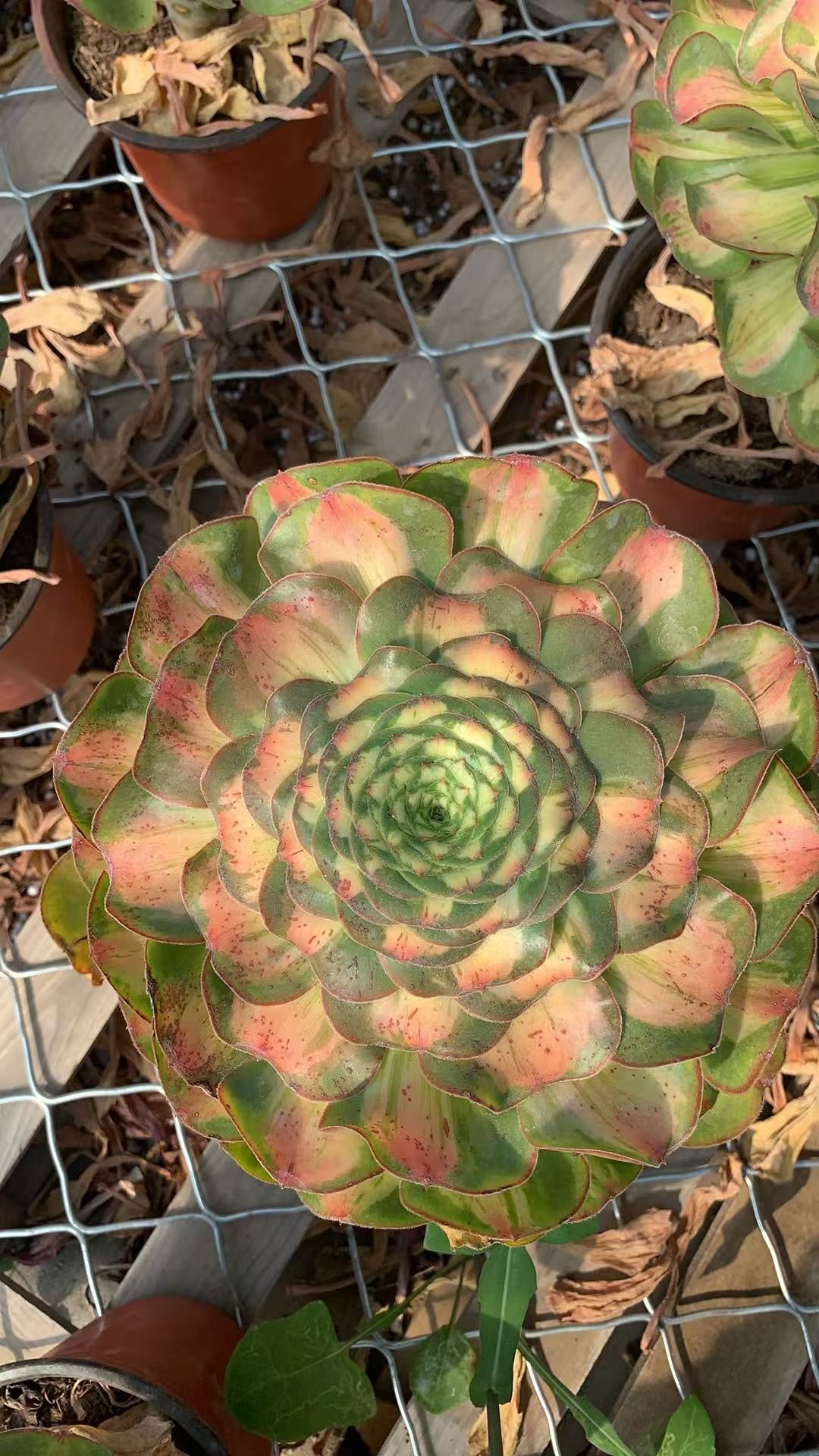 Tyrant Mutation/暴君变异 Single head with root:15cm-20cm