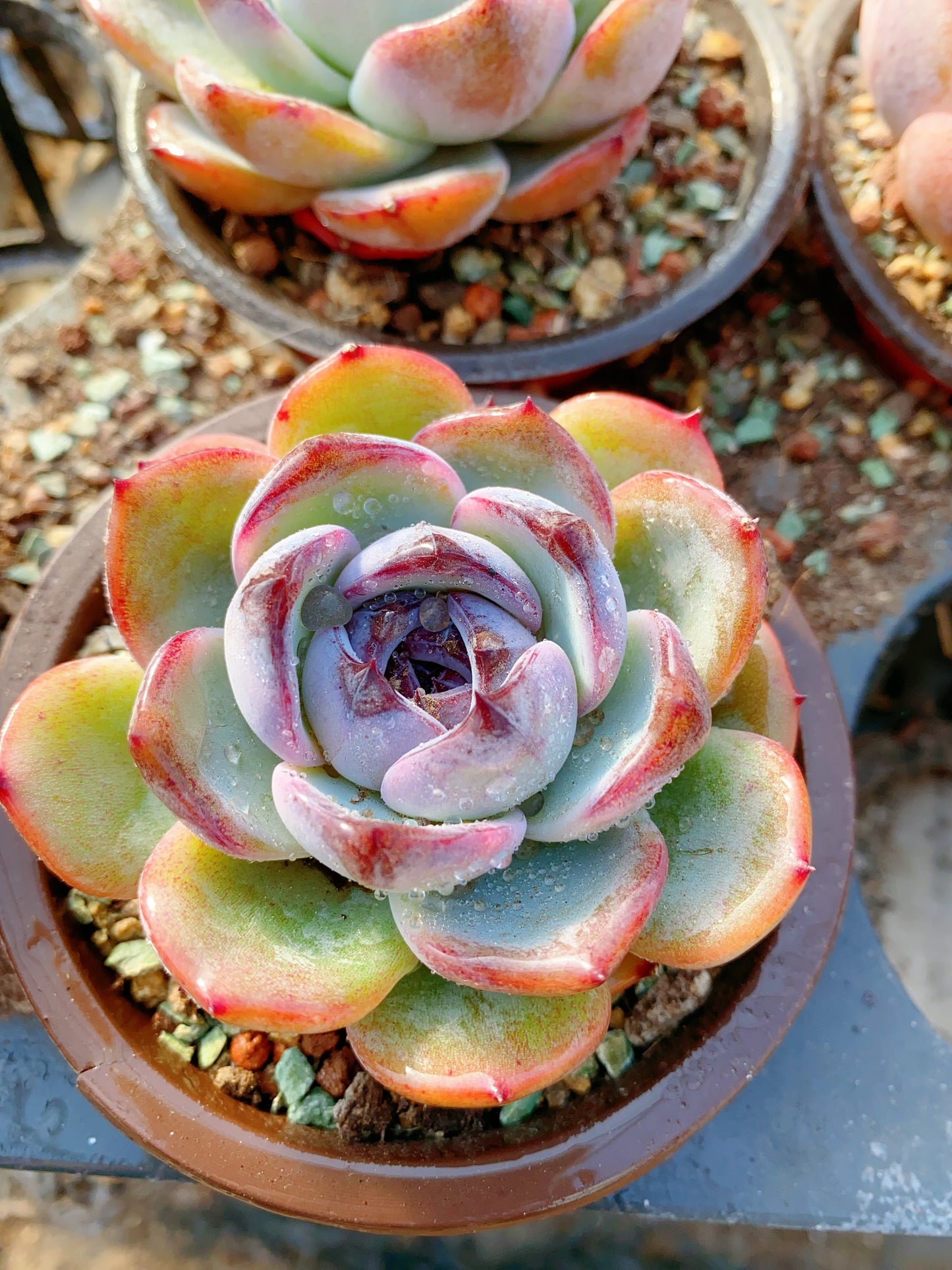 Black Orange Monroe/黑橙子 9cm pot