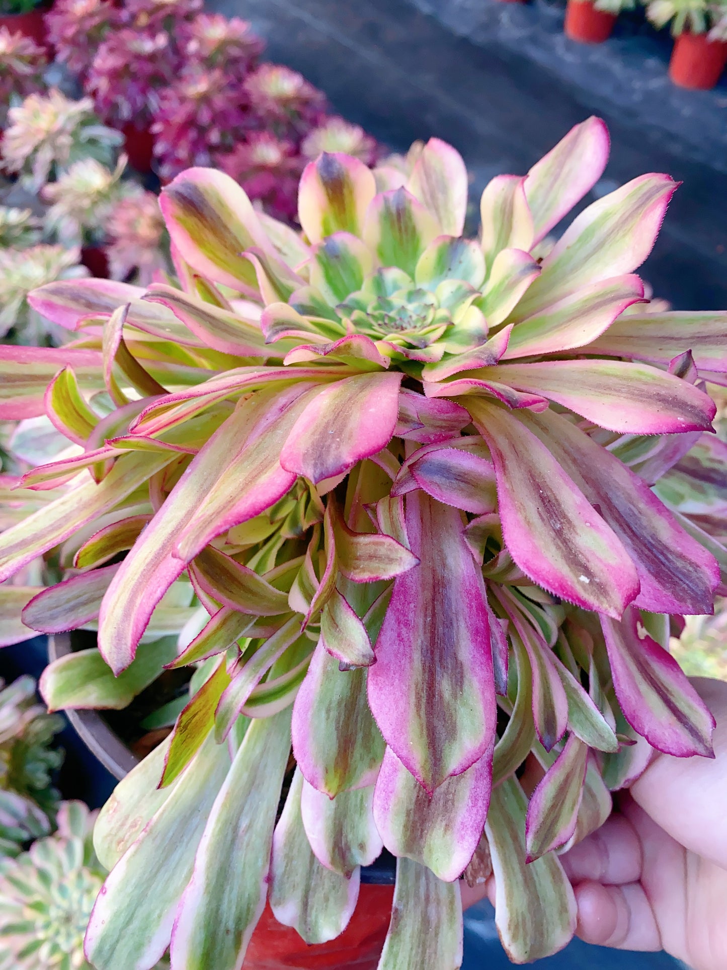 Tsar/沙皇 cluster 20-30cm at least 10 heads