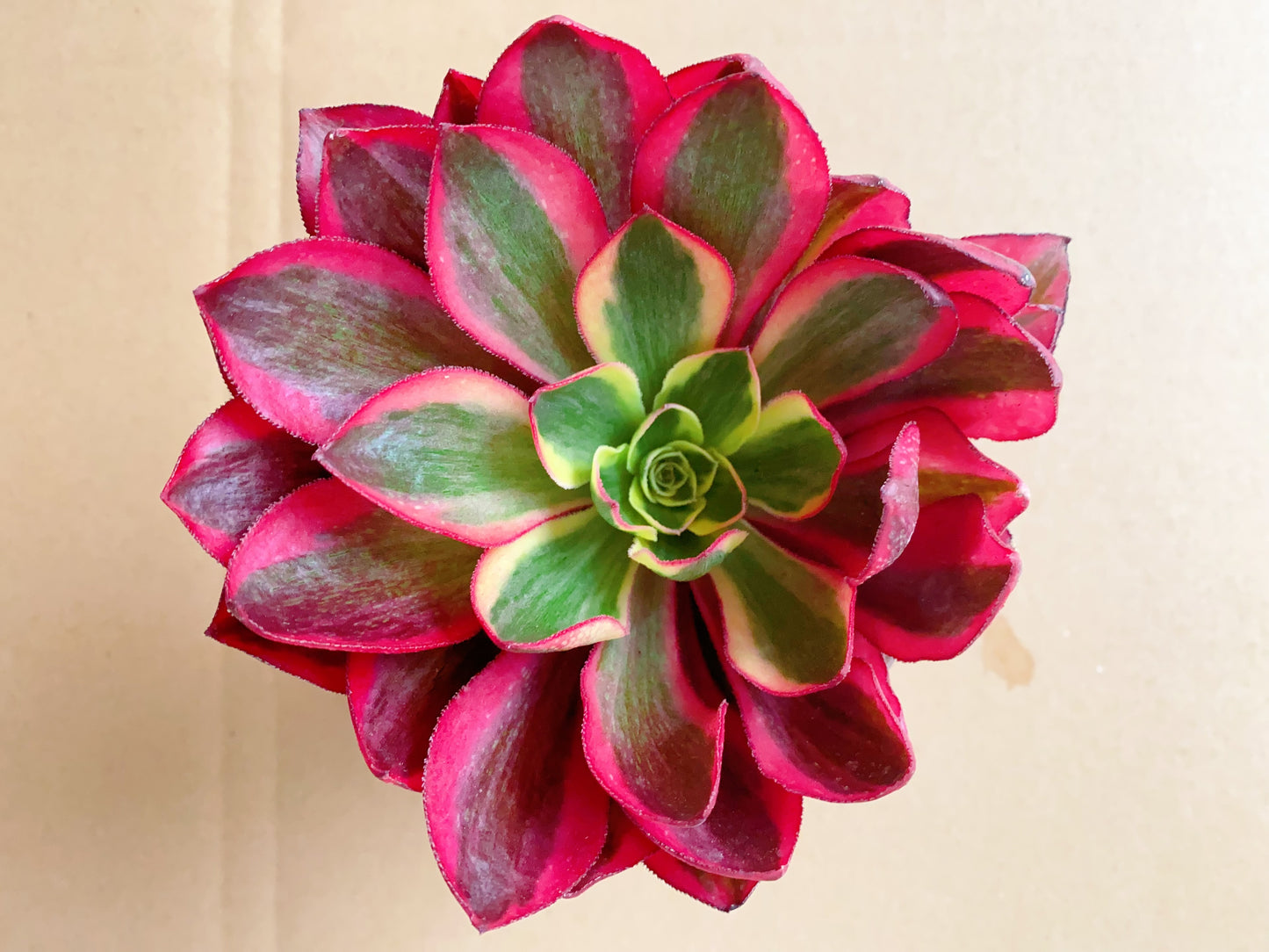 Phantom/魅影 Cutting At least 10cm