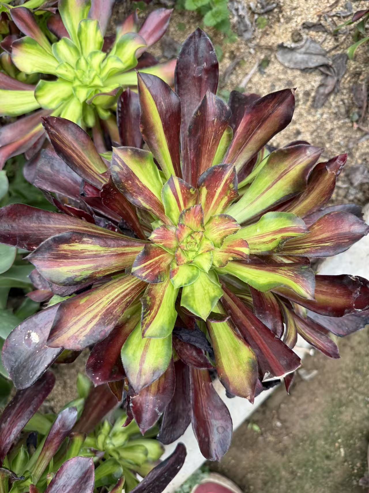 Man Jiang Hong /满江红 cluster at least 6 little heads Rootless Aeonium Cluster Succulent Plant