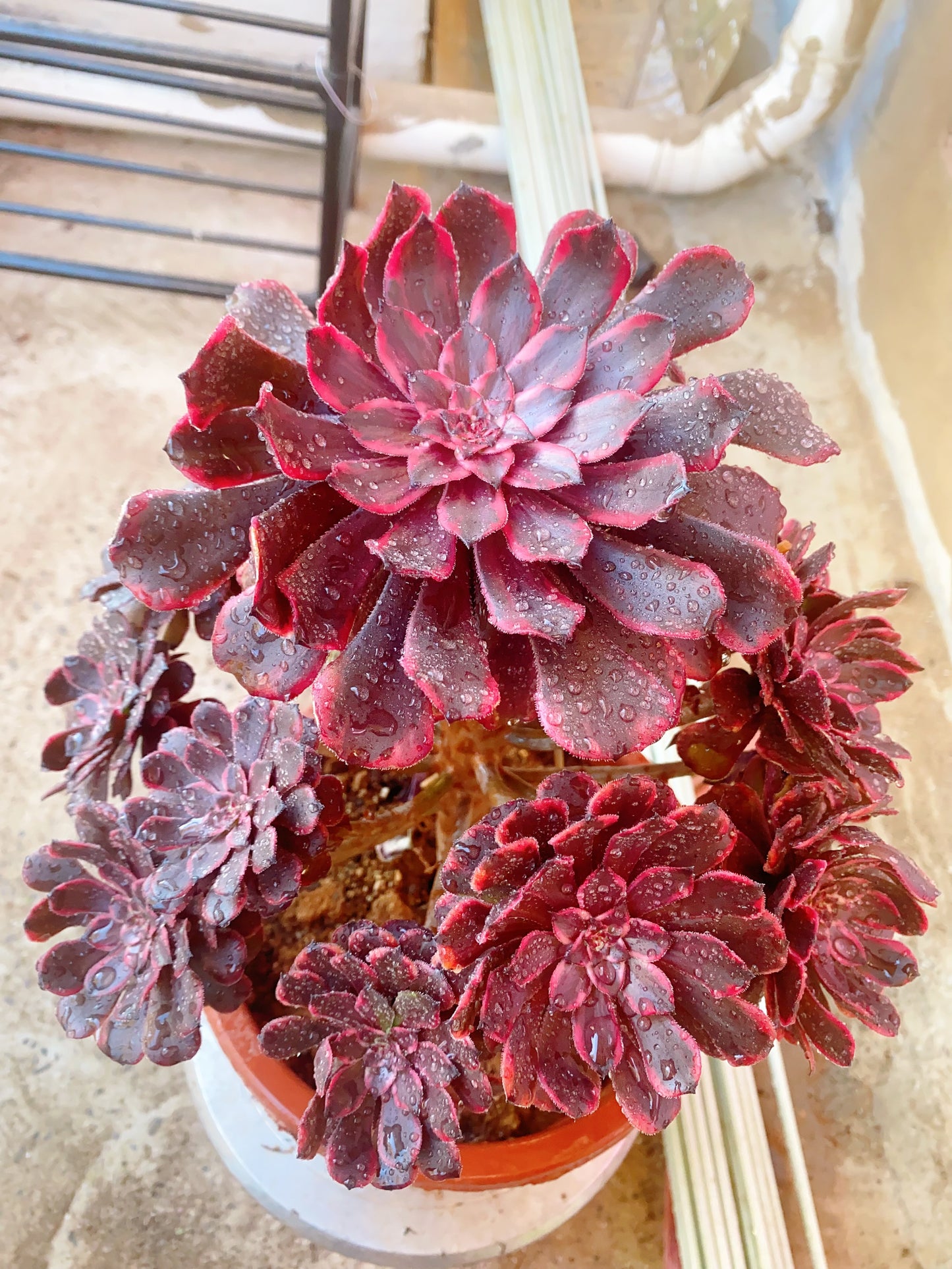 Fire Cloud/火烧云 20-25cm at least 8 heads two years old
