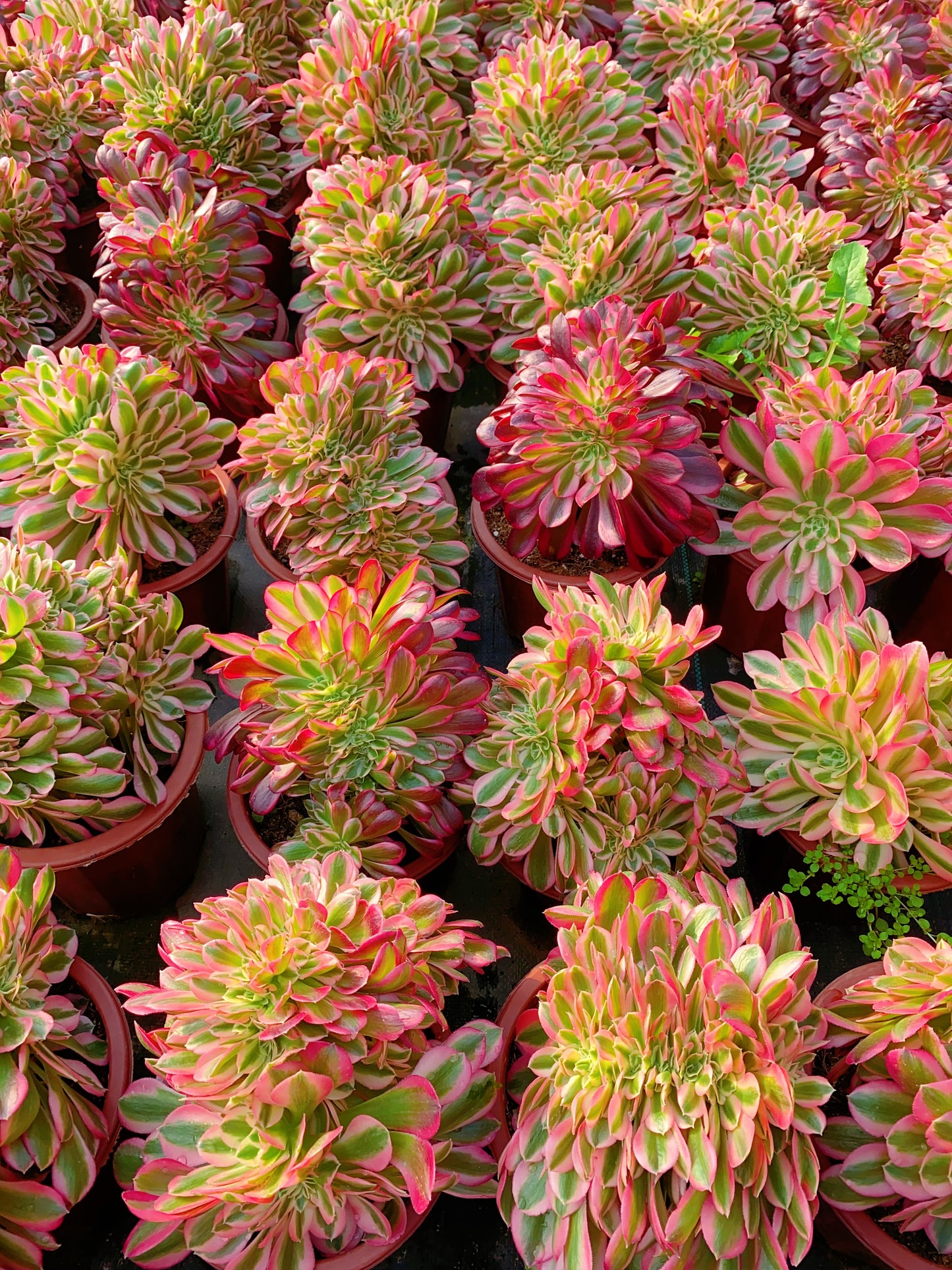 Pink Witch Crested/粉女巫缀化 20cm