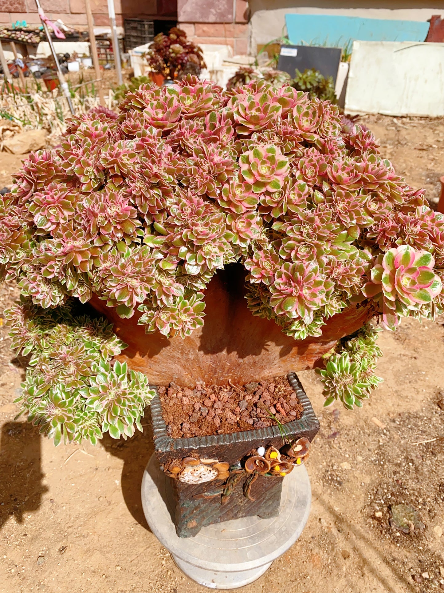 Pink Girl Crested/粉女郎缀化 40cm. You will get this plant in the picture