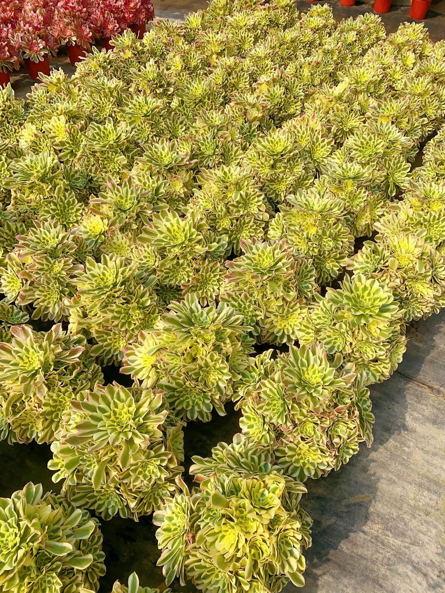 Green Medusa/绿豆沙 Cluster At least 15 heads 30cm-40cm two years old