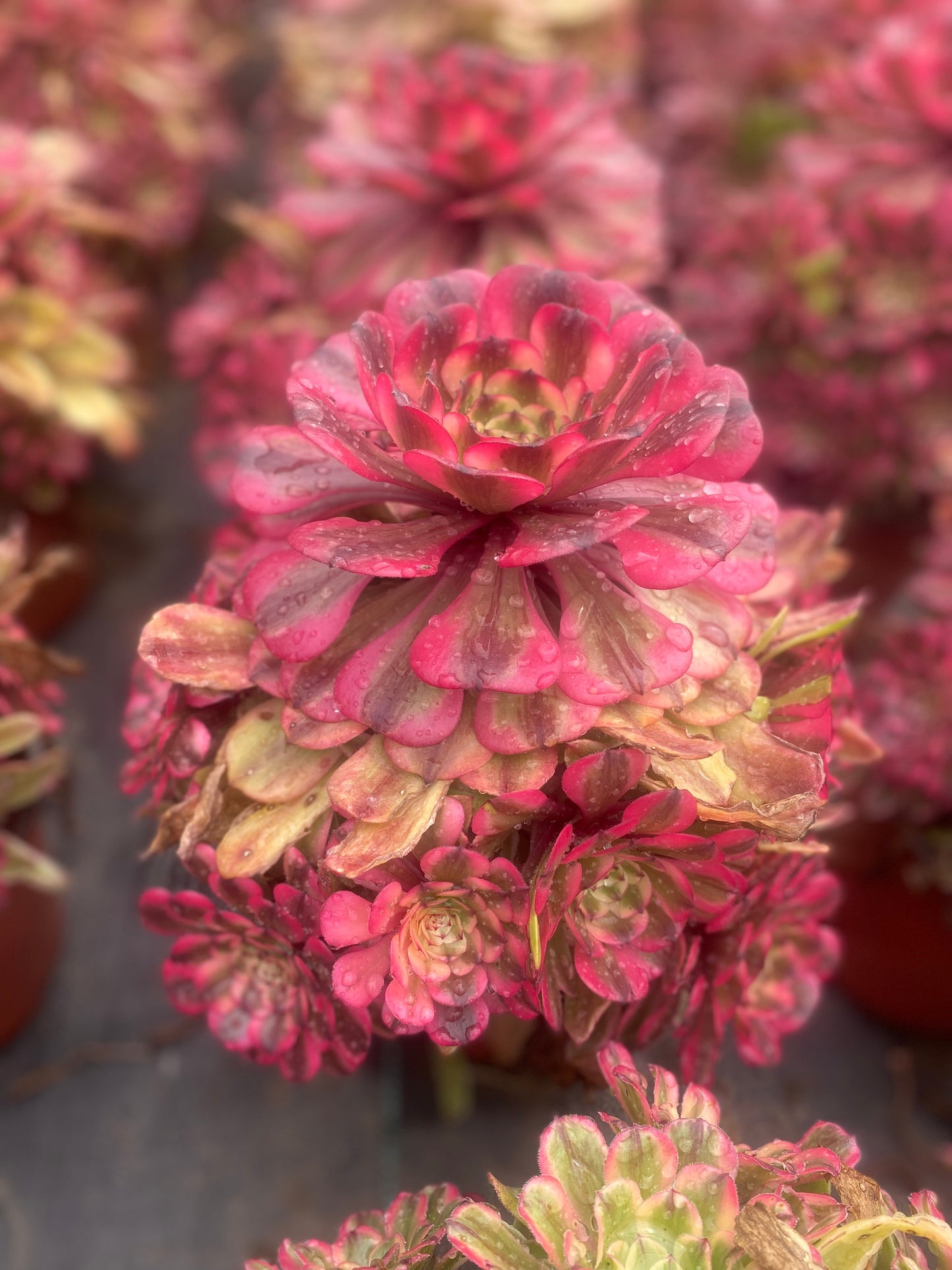 Pink Meiji/粉体美姬 cluster 20-30cm at least 10 heads