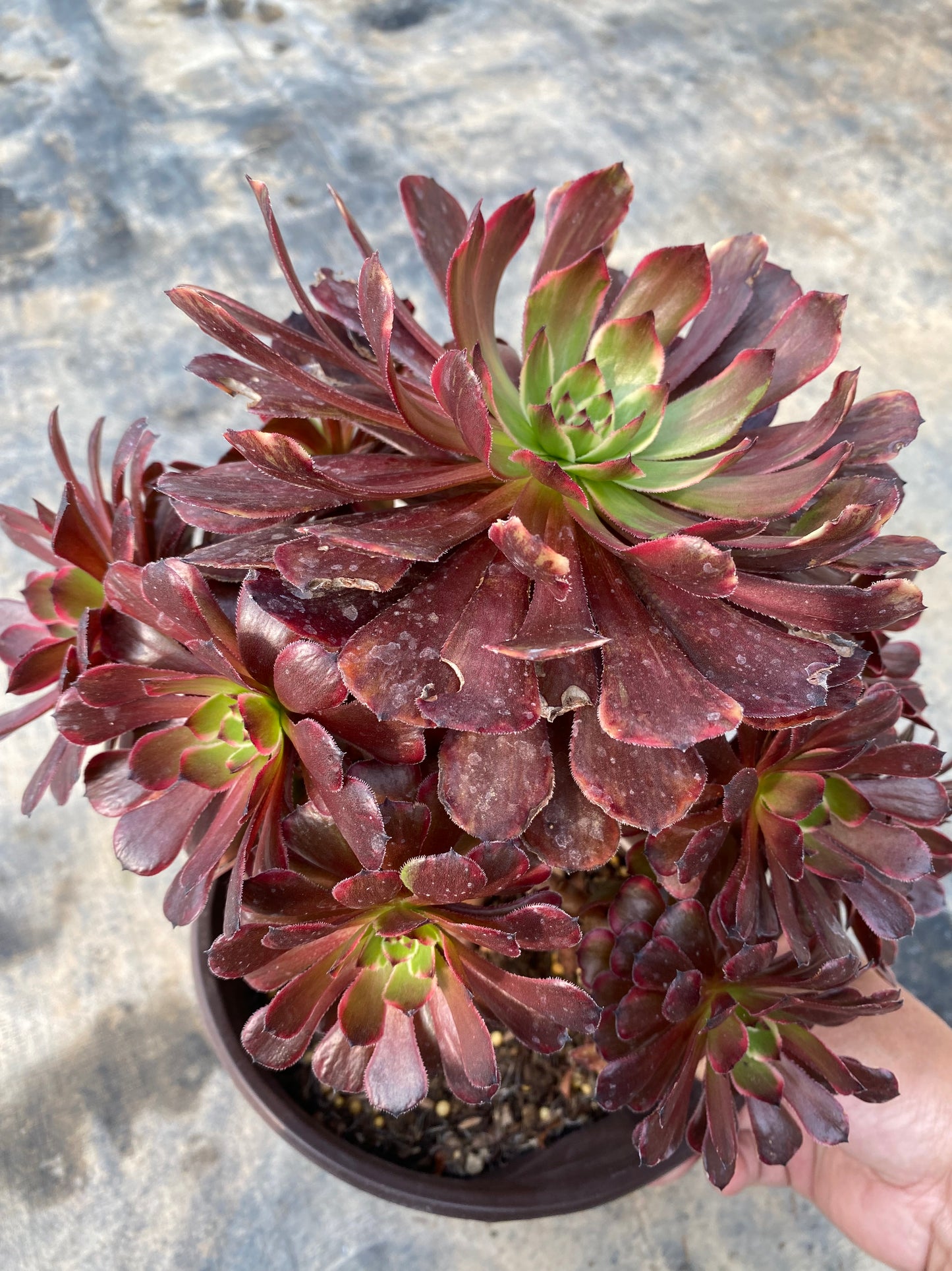 Jade Pot/玉壶 cluster 20-25cm at least 10 heads two years old