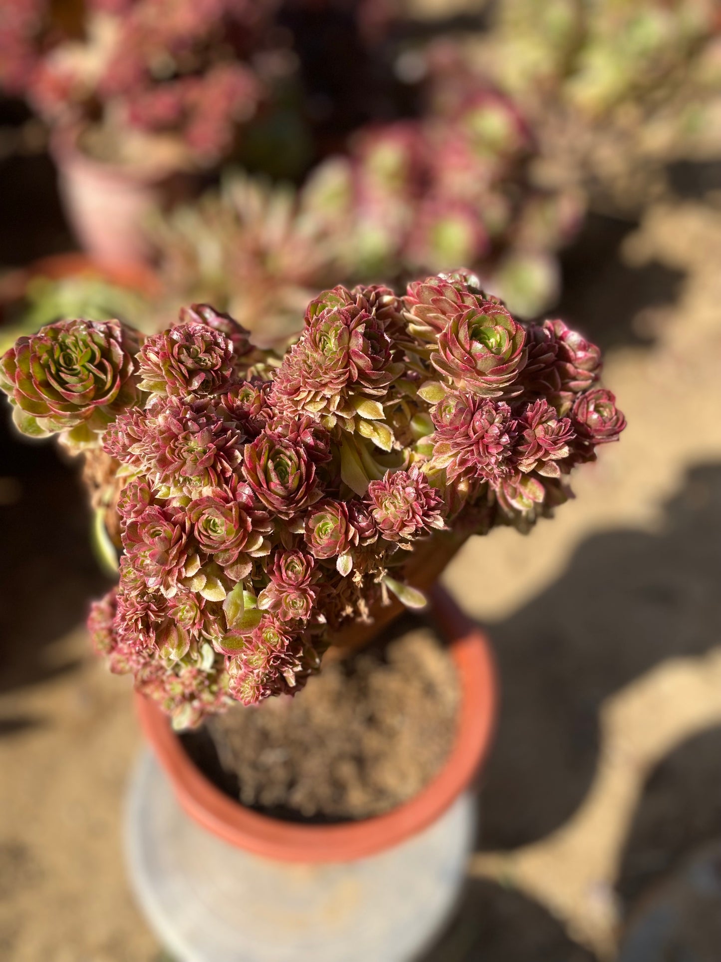 Allure Crested/倾城缀化 27cm two years old aeonium crested