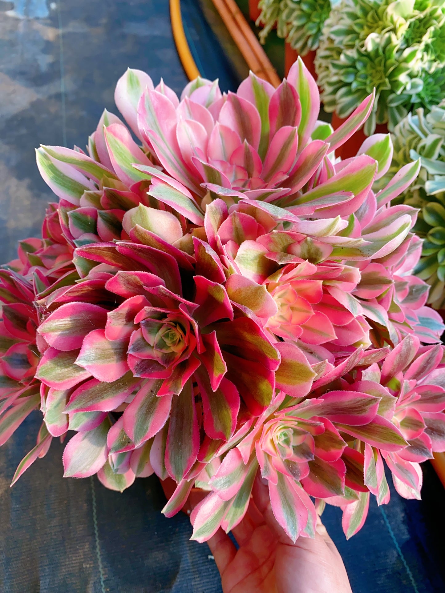 Pink Girl/粉女郎 Cluster At least 18 heads 30-40cm two years old