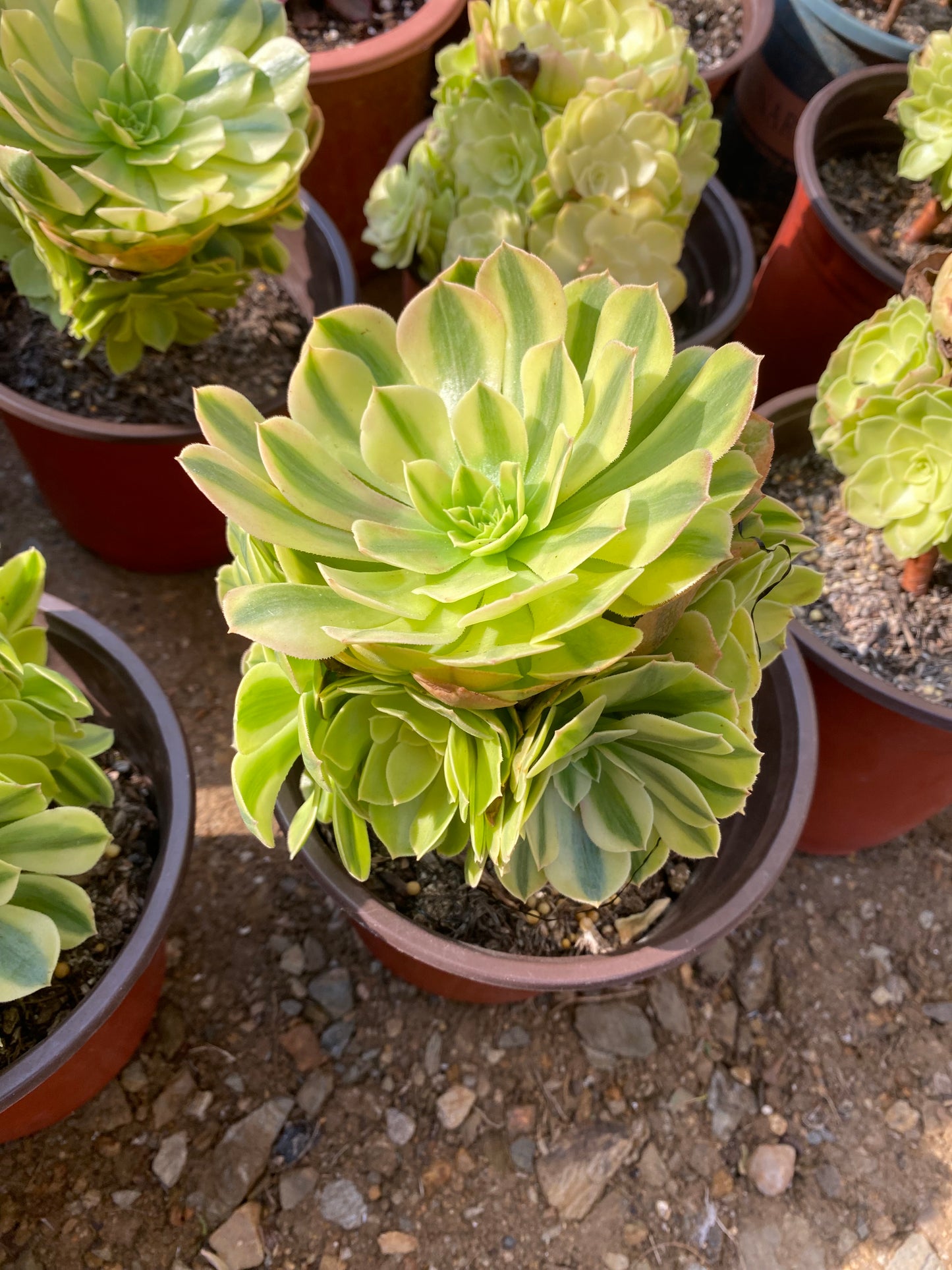 Rain Lotus(Samsara)/雨荷(轮回)cluster 20-30cm at least 6 heads Aeonium Cluster Succulent Plant