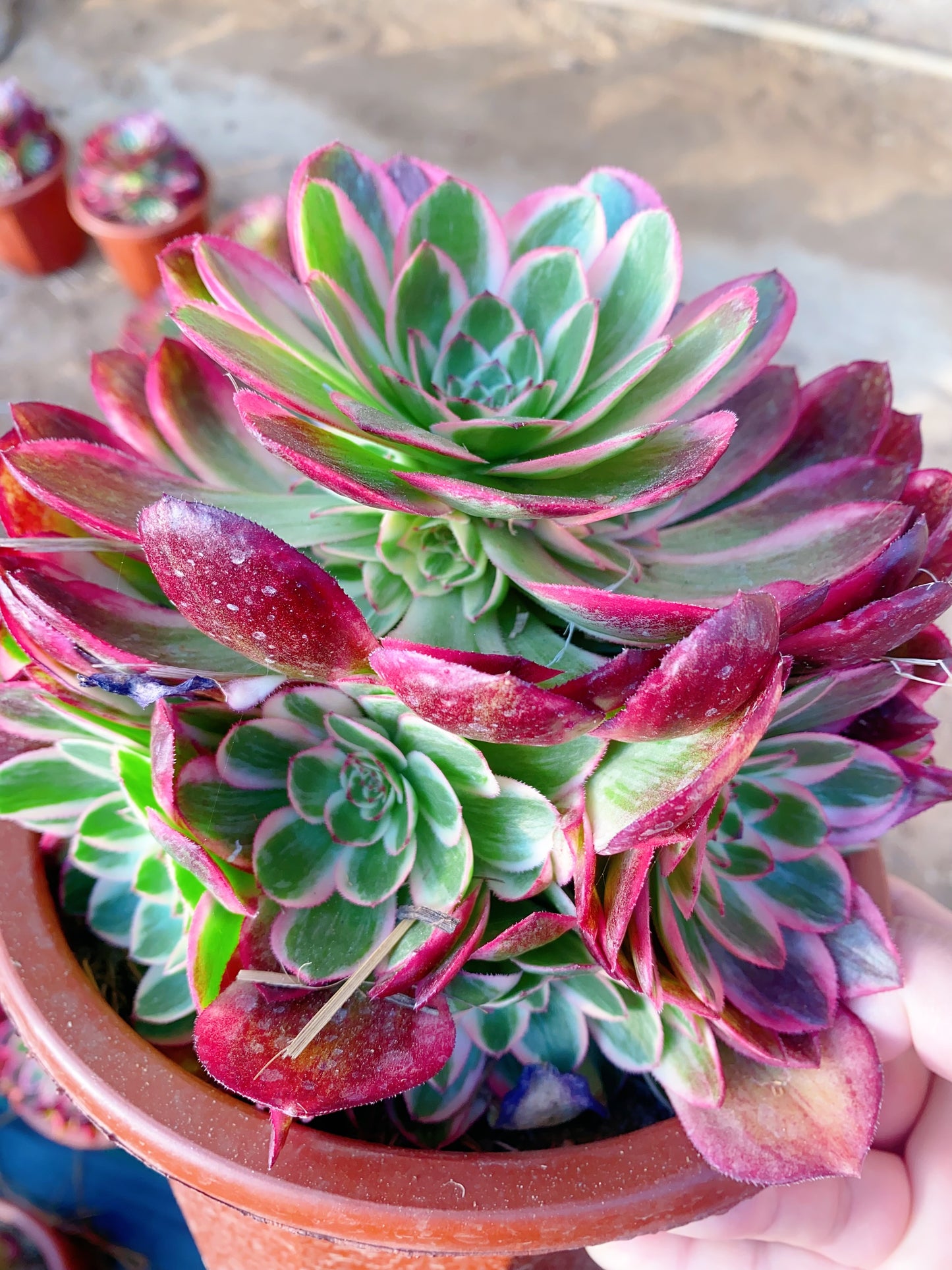 Yunhe/云荷 cluster 20-30cm at least 10 heads