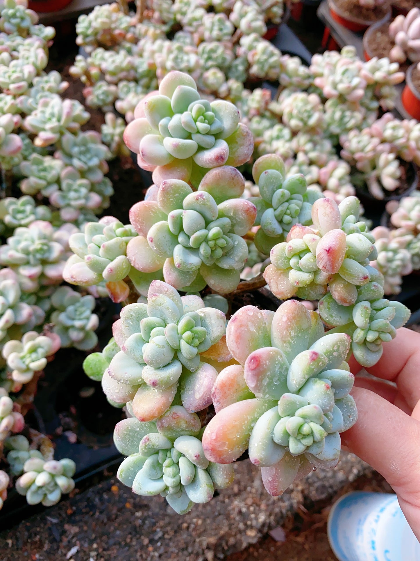 Sedum clavatum/劳尔 cluster 9cm pot