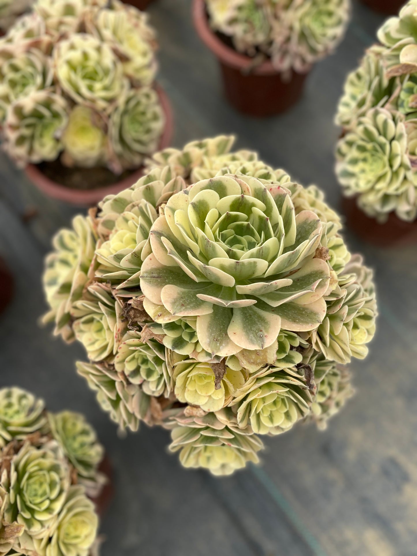 Green Medusa/绿豆沙 cluster 20-30cm at least 13 heads