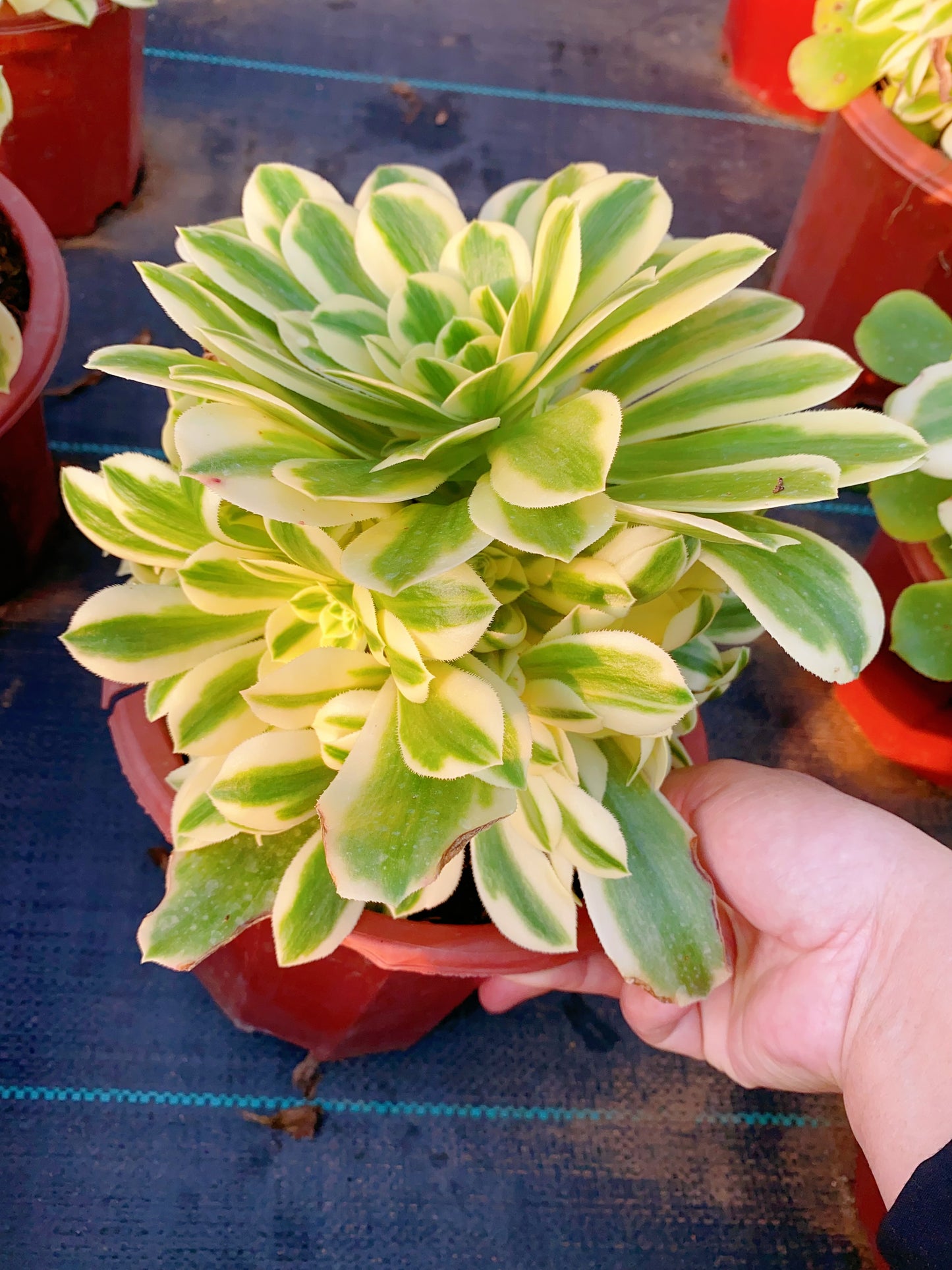 Maybach/迈巴赫 cluster 20-30cm at least 10 heads