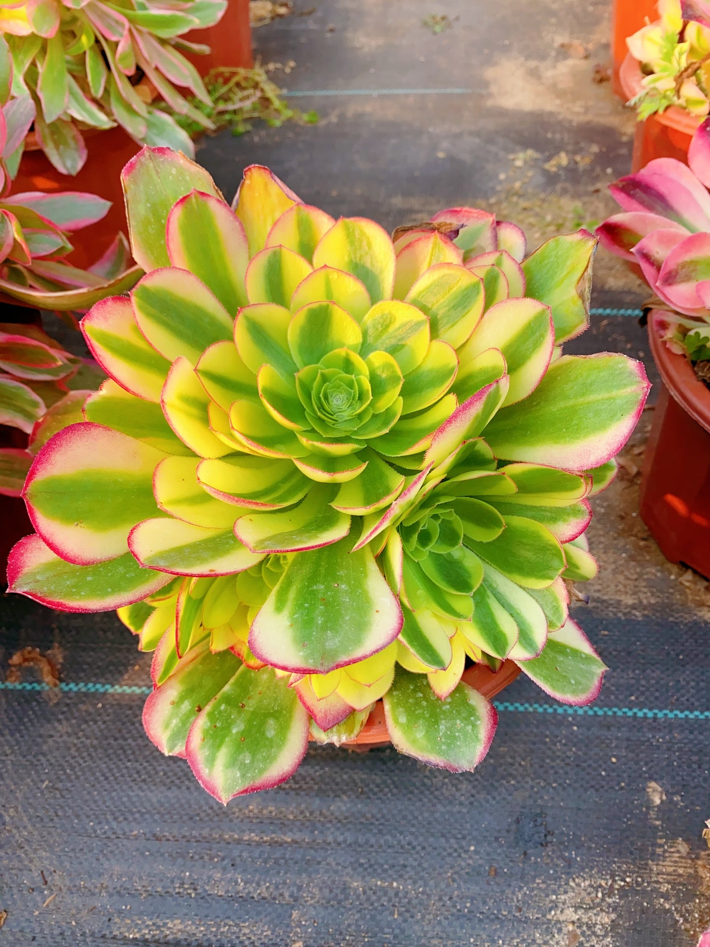Milky White Halloween/万圣节奶白锦 cluster 20-30cm at least 8 heads