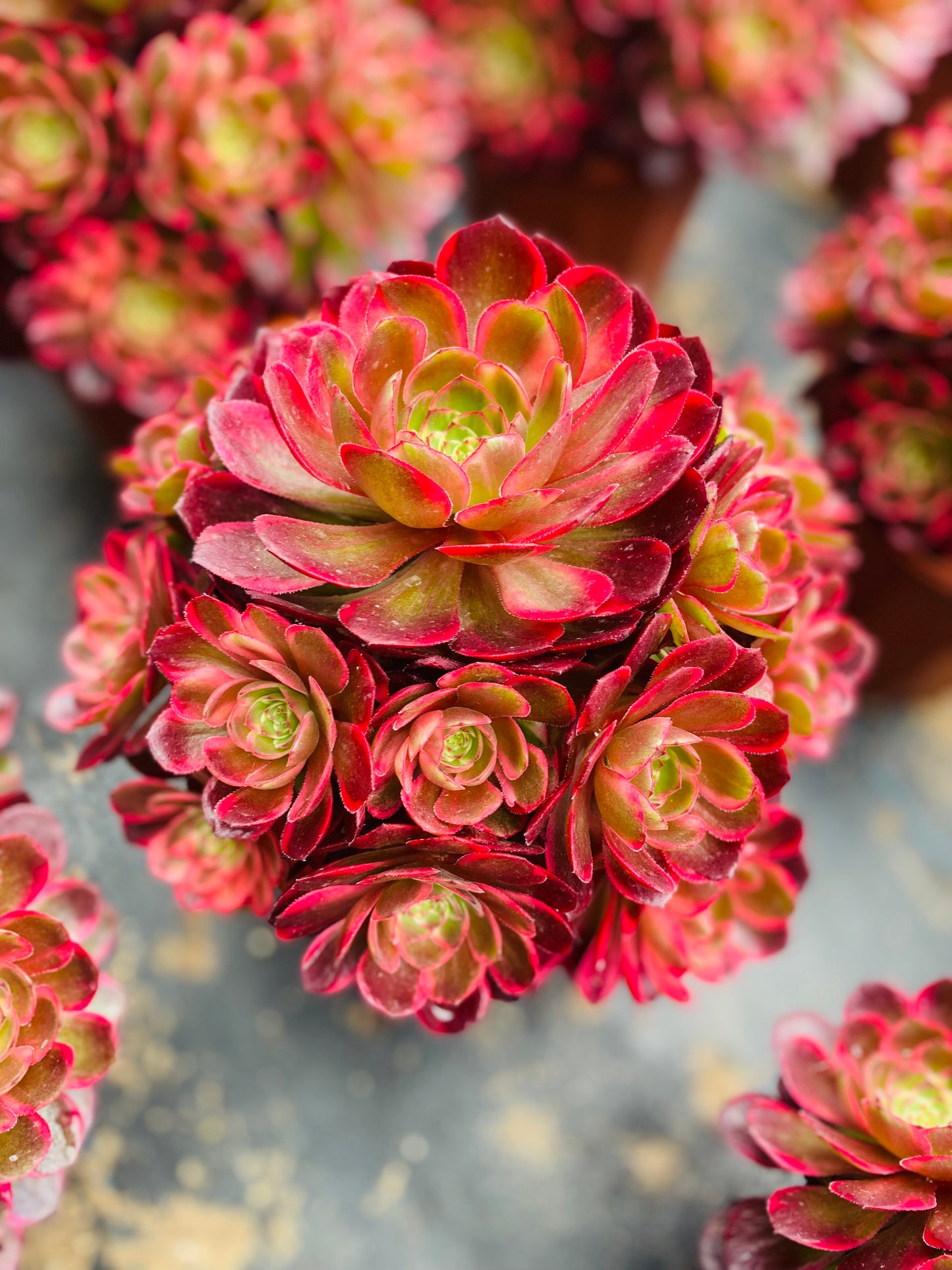 Red Flower Prince/红花郎 cluster 20-30cm at least 12 heads aeonium cluster