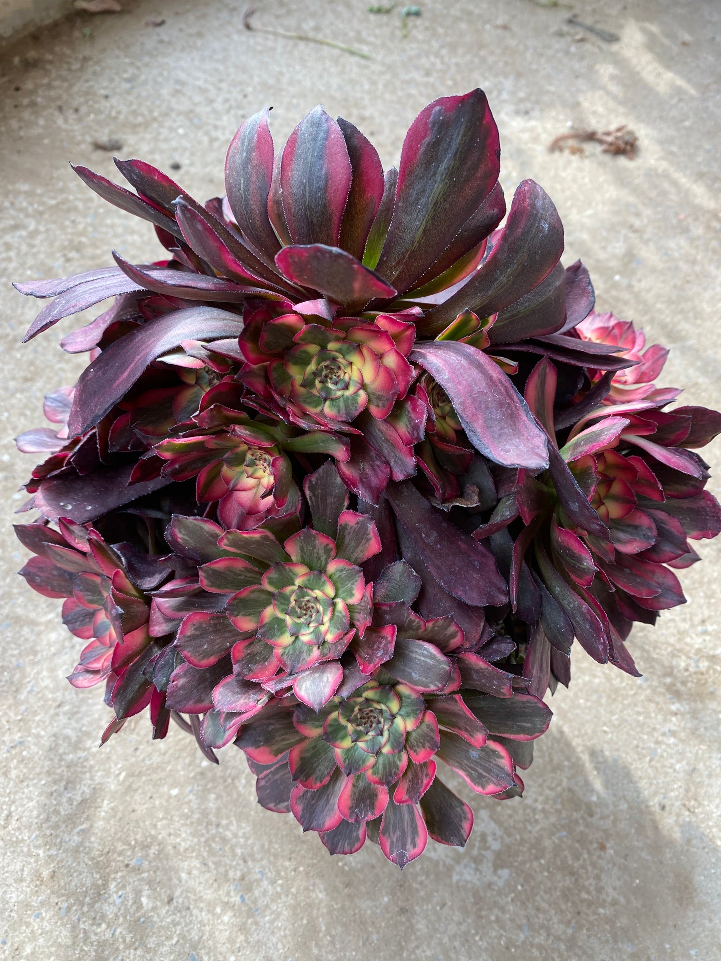 Fireworks/烟花 cluster 25-30cm at least 10 heads