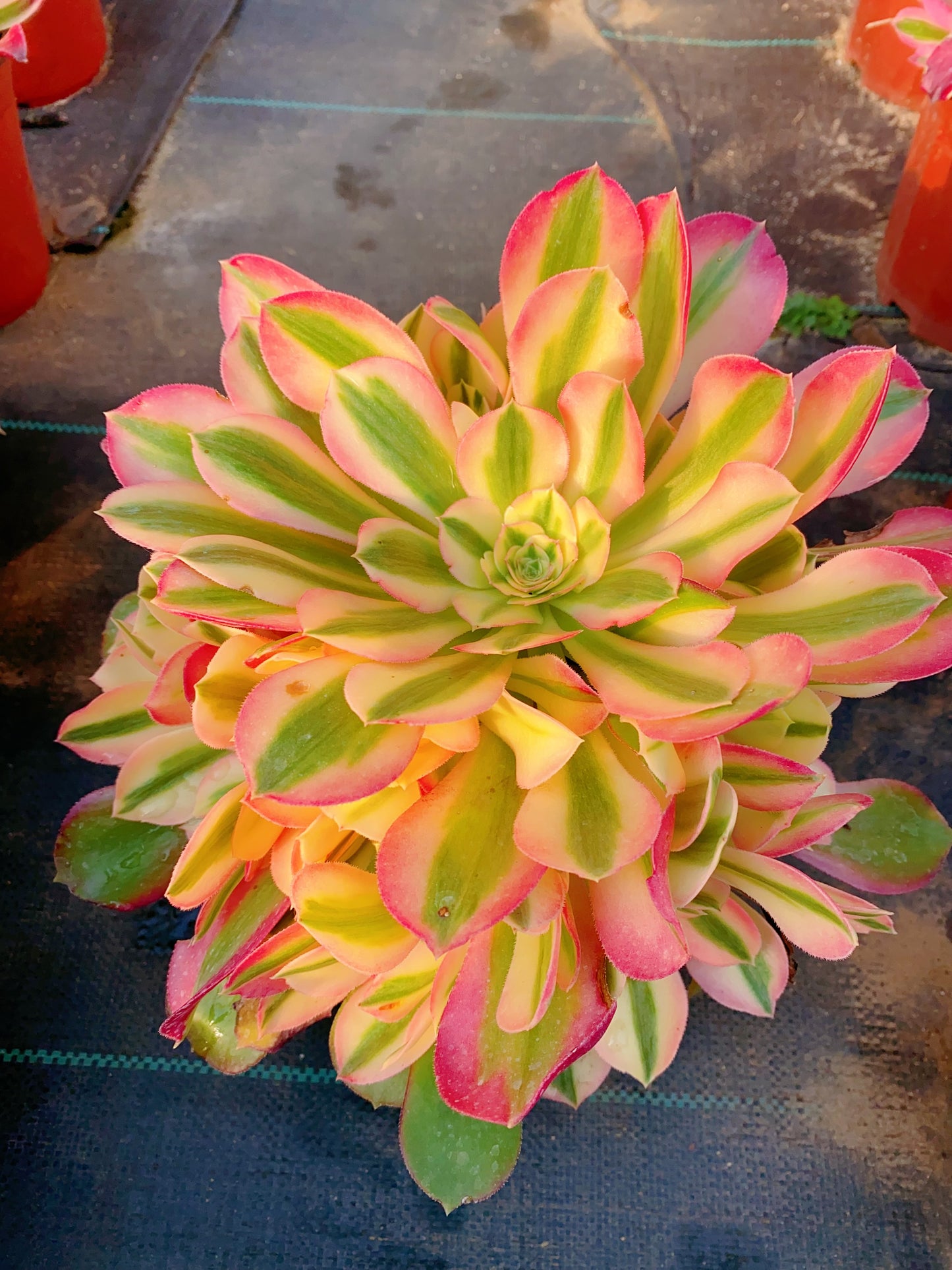 Princess/香妃 cluster at least 10 heads 20-30cm