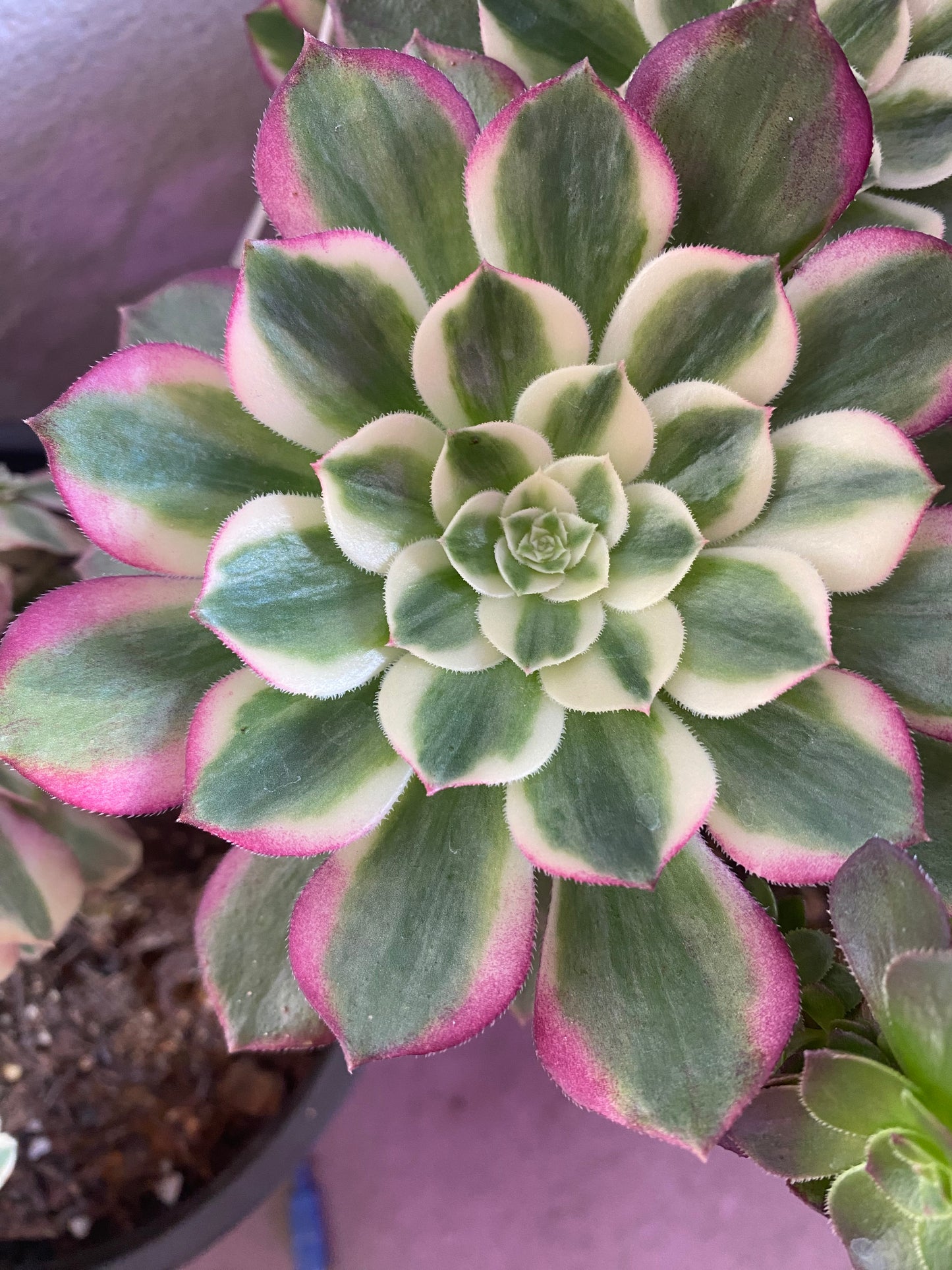 Neptune/海王 cutting at least 10cm