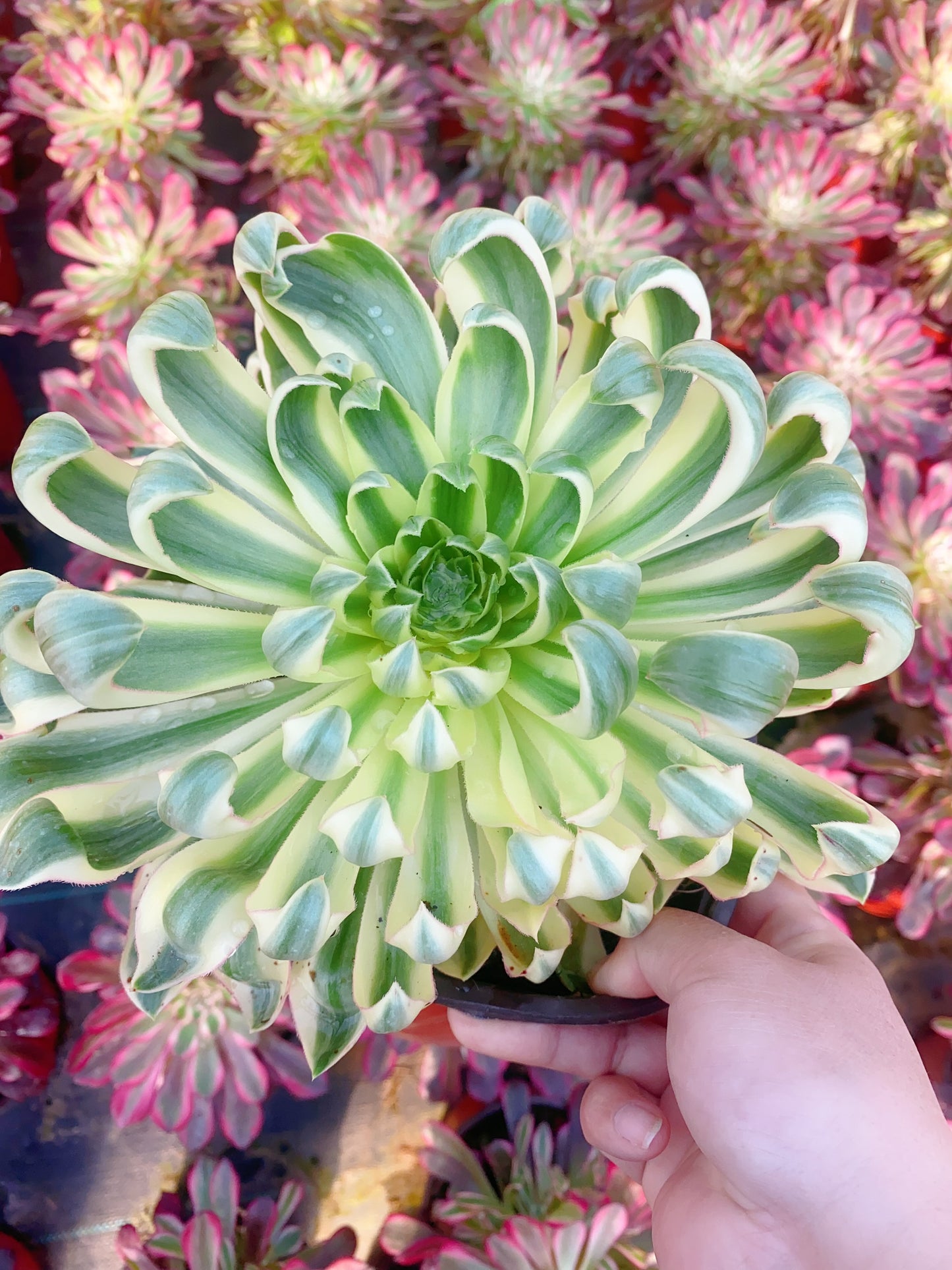 Qinglian/青莲 cluster 20-30cm at least 4 heads