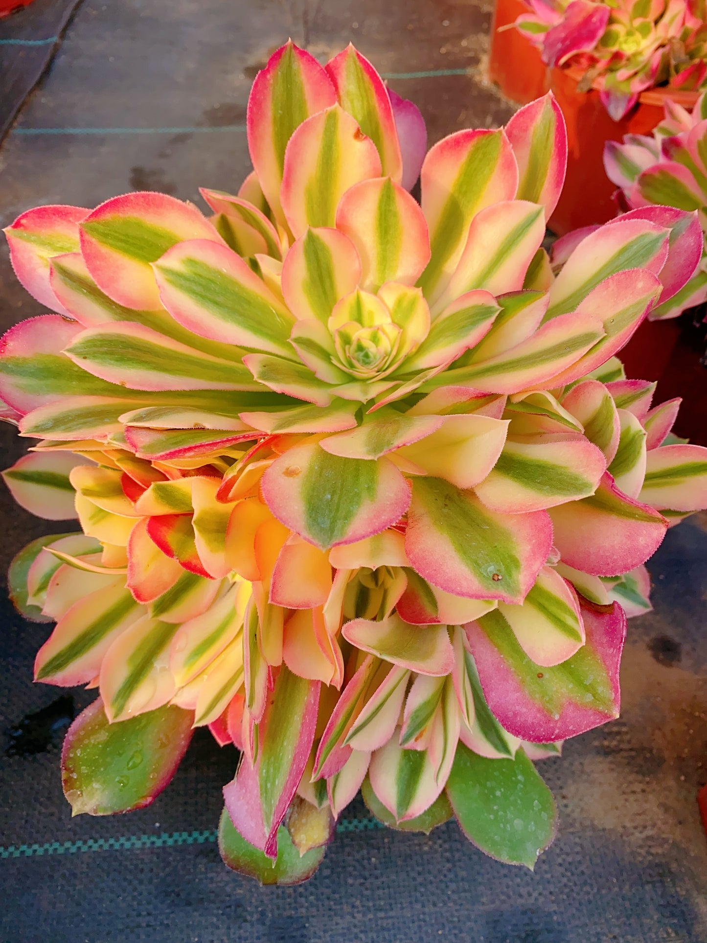 Princess/香妃 cluster at least 10 heads 20-30cm