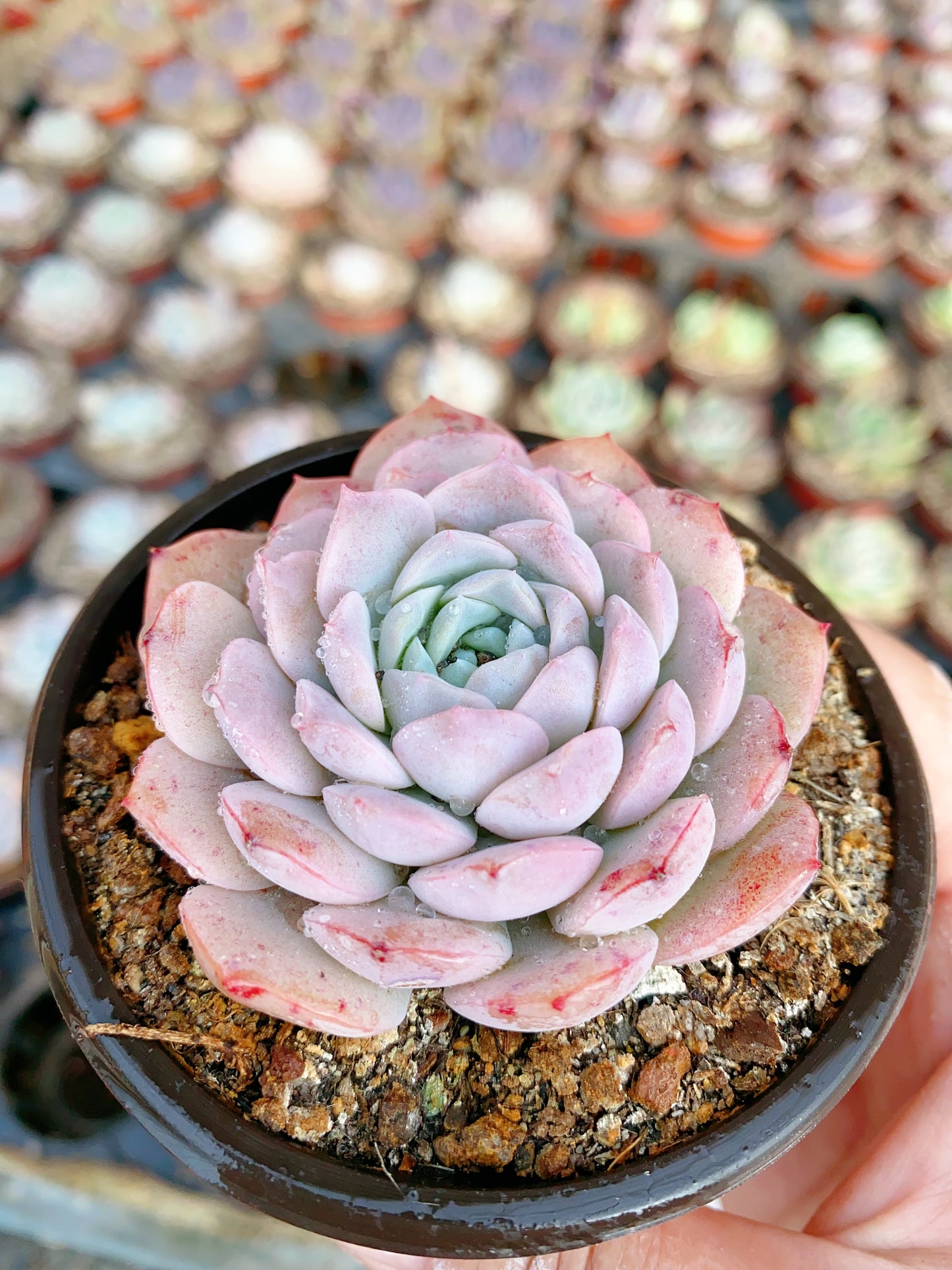 Sedum alba/白露 9cm pot