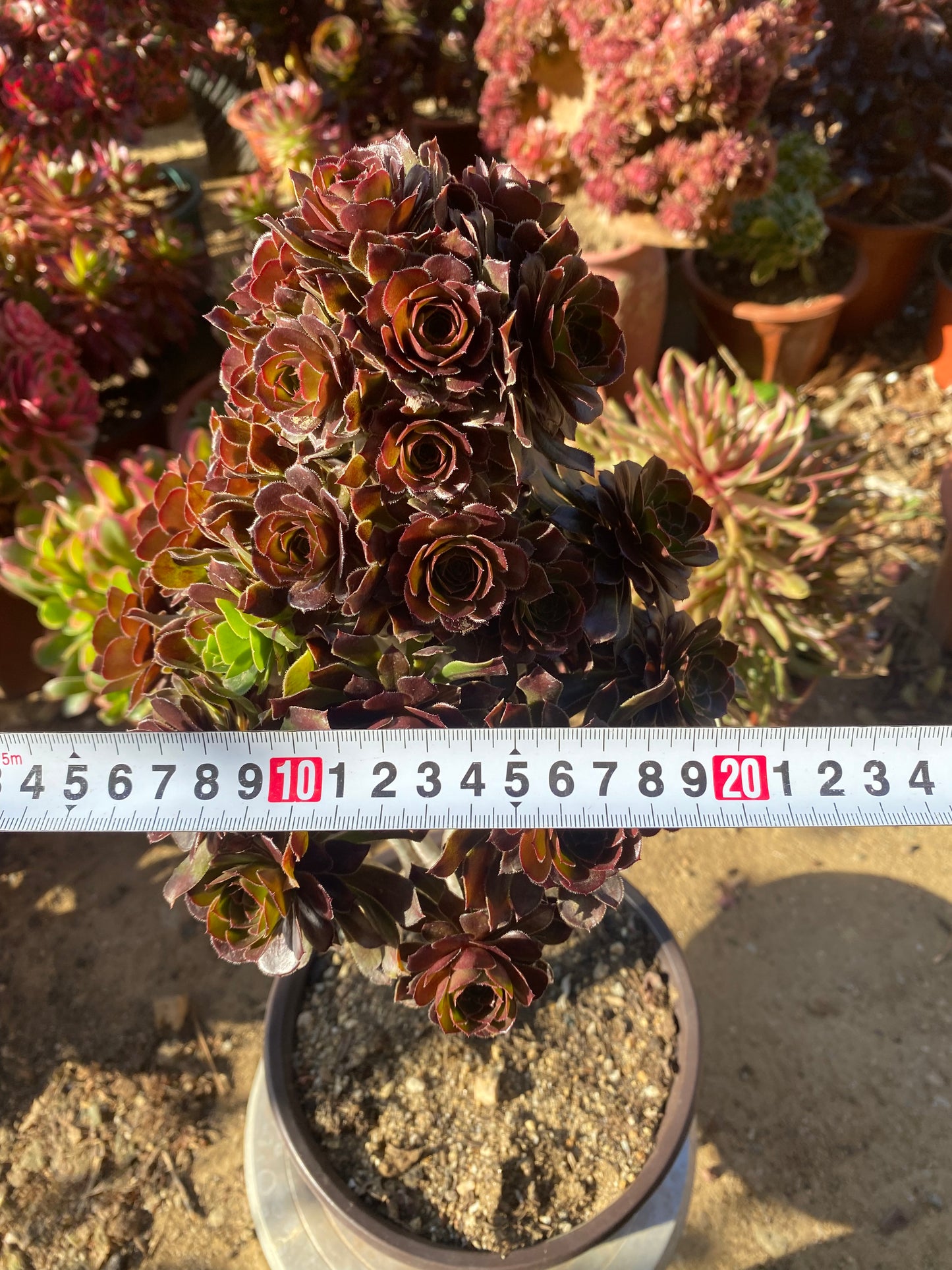 Aeonium arboreum Grey Form/灰法师 cluster at least 25 heads 20cm two years old two color in one aeonium cluster