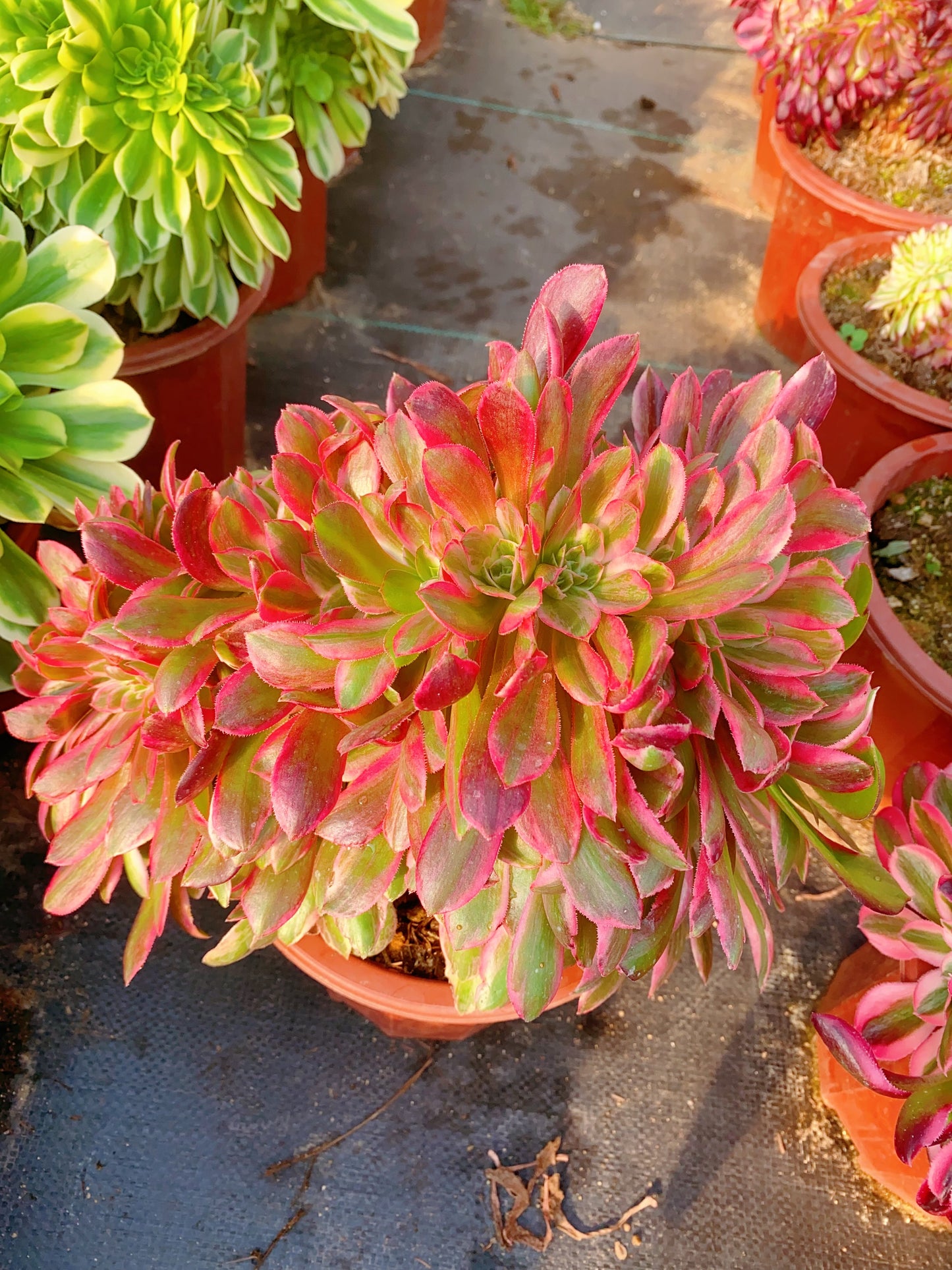 Huansha Crested/浣纱缀化20-30cm