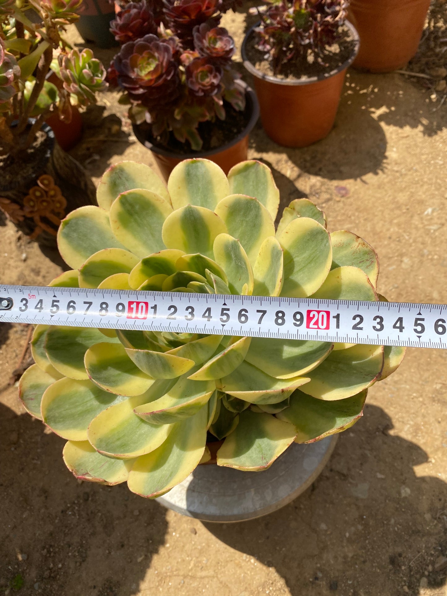canariense var. canariense Veriagated/香炉盘锦 cluster 25cm 6 heads only one. You will get this one in the picture. aeonium cluster