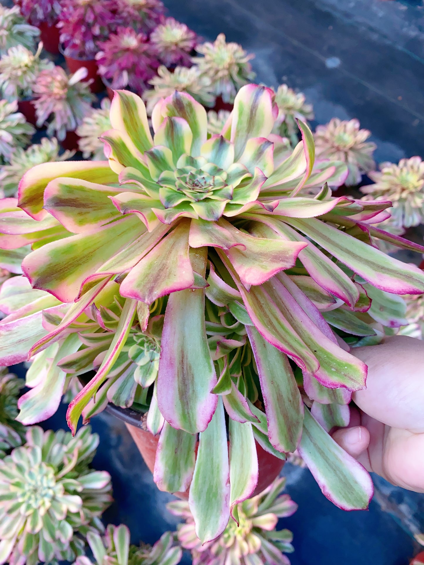 Tsar/沙皇 cluster 20-30cm at least 10 heads