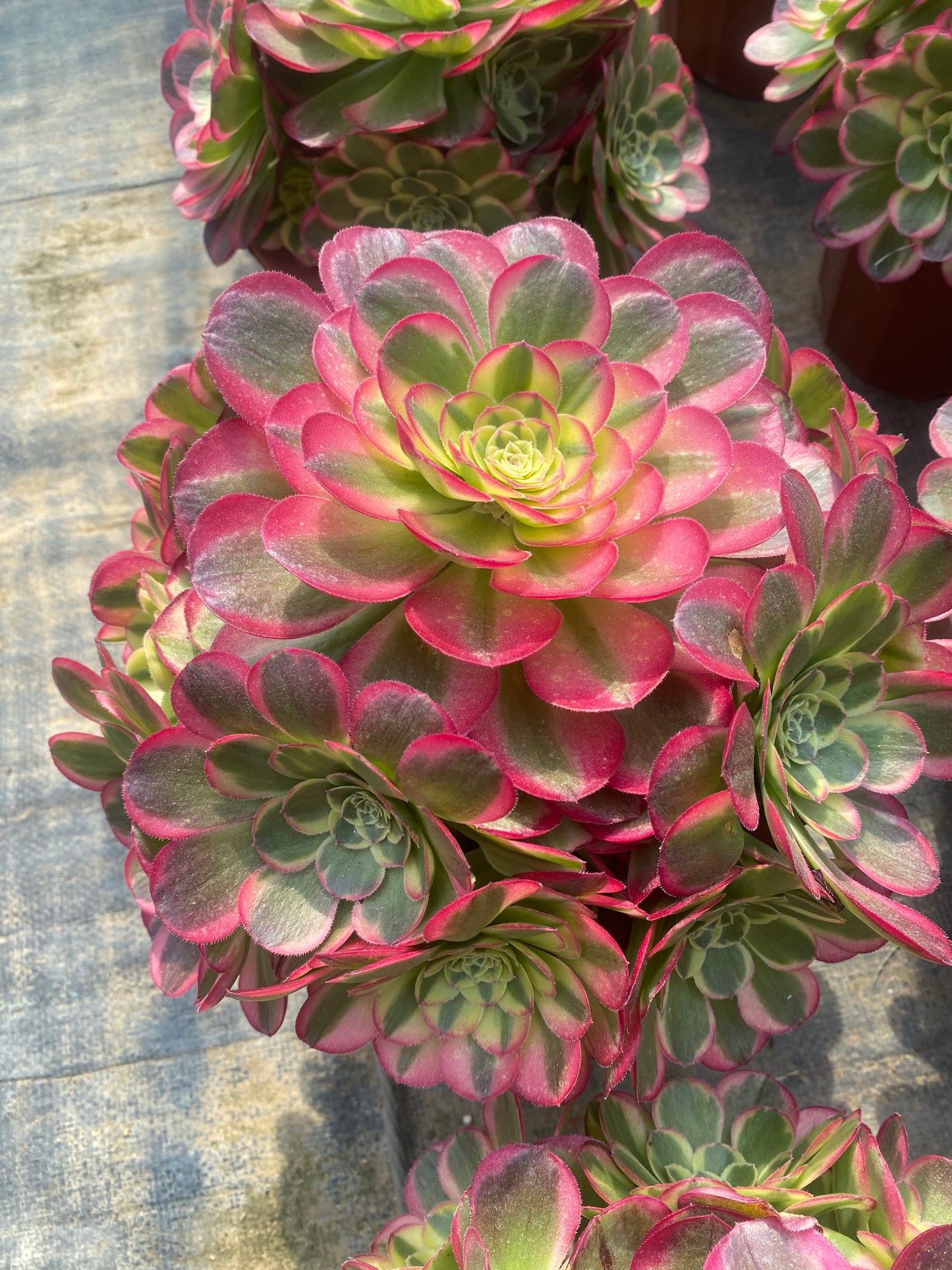 Water Moon/水中月 cluster 20-30cm at least 10 heads