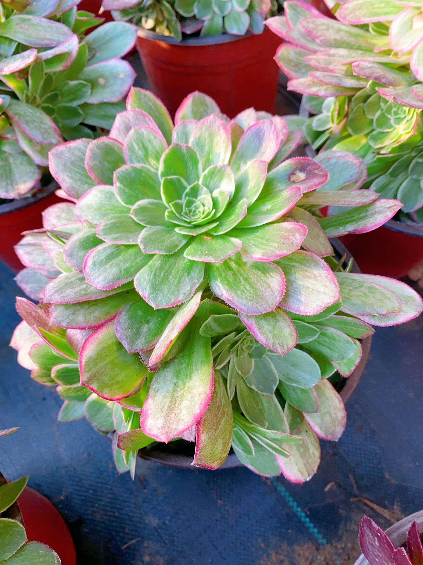Lotus/莲花 cluster 20-30cm at least 10 heads