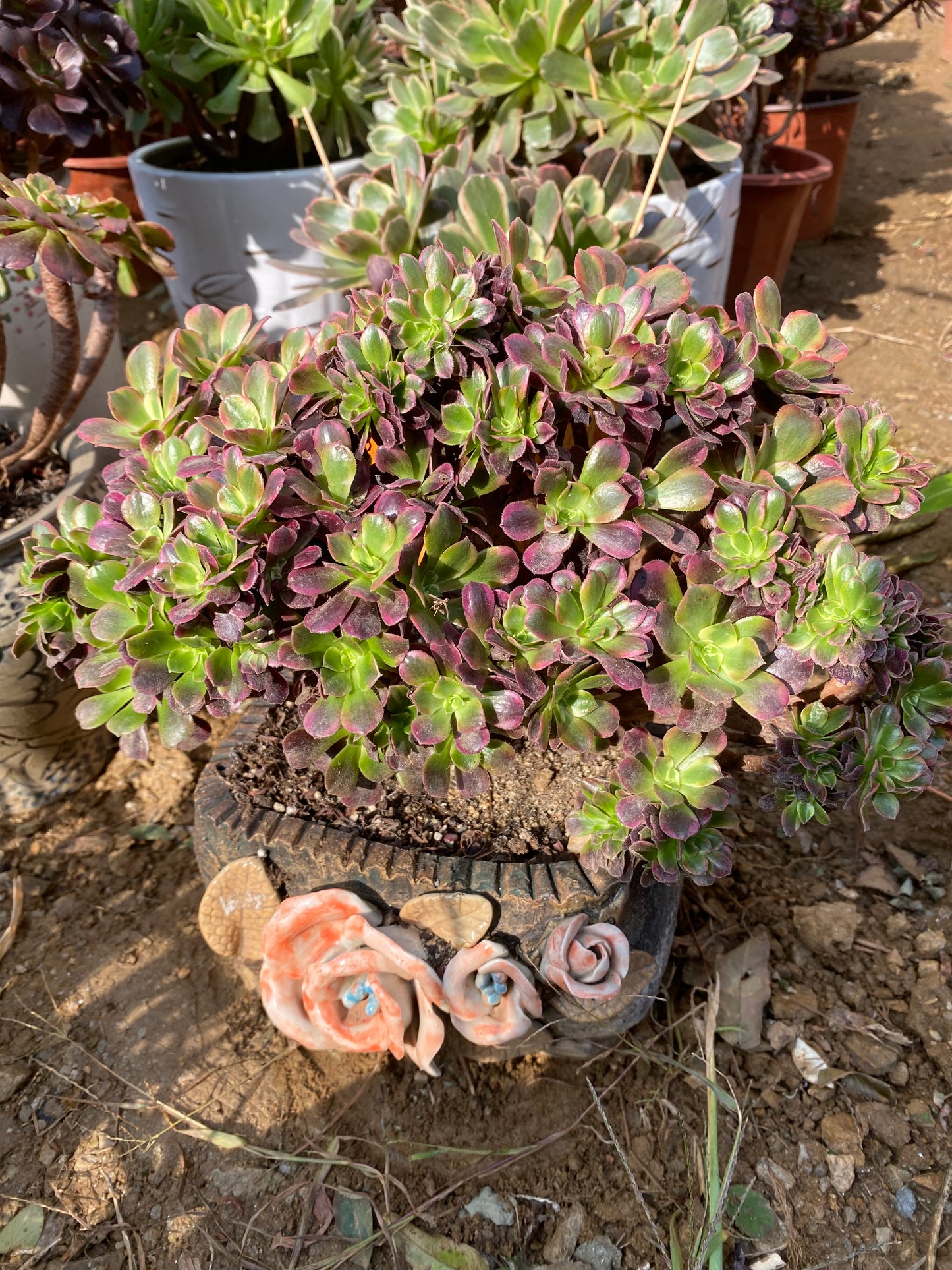 Crested Cutting : Pink Witch 10,Medusa 10,Chanel 10