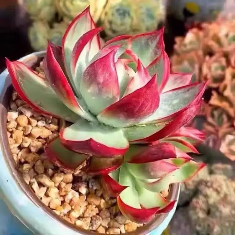 Casio/惊鸿仙子/卡西欧 9cm pot