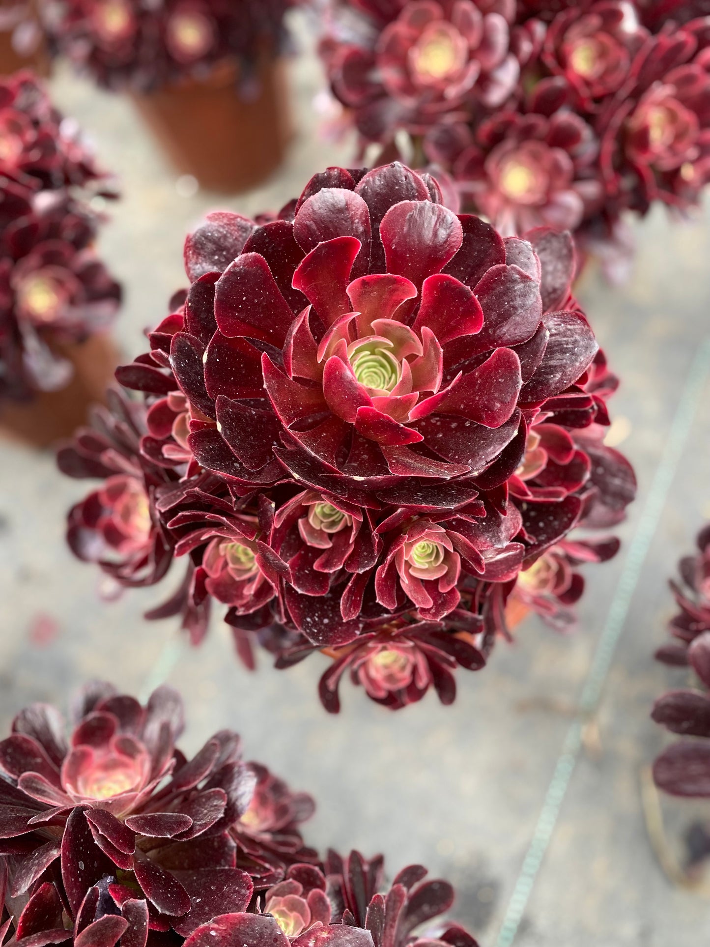 Eros/爱神 cluster at least 12 heads 20-30cm aeonium cluster