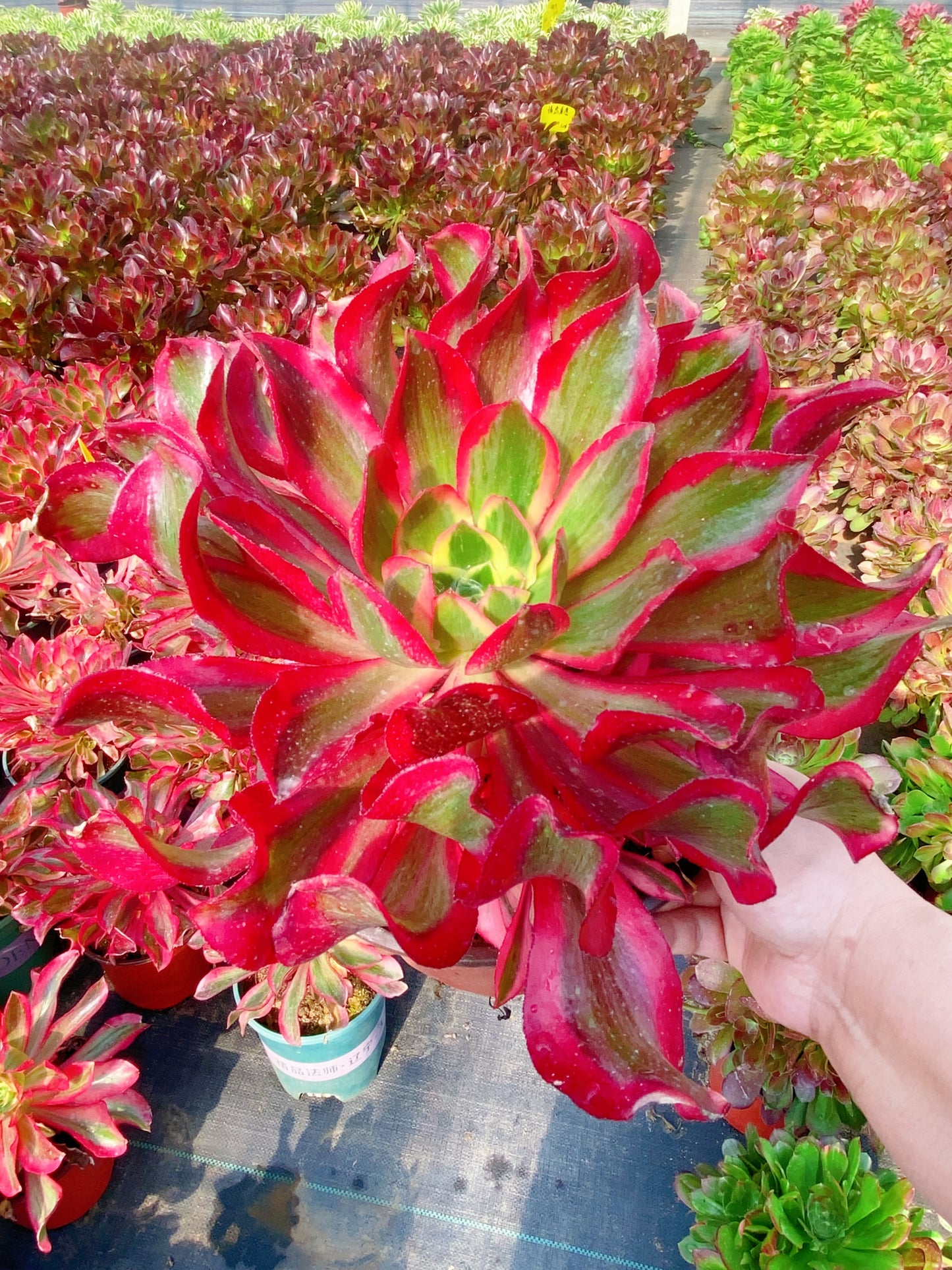 Phantom/魅影 cluster 30-40cm at least 8 heads
