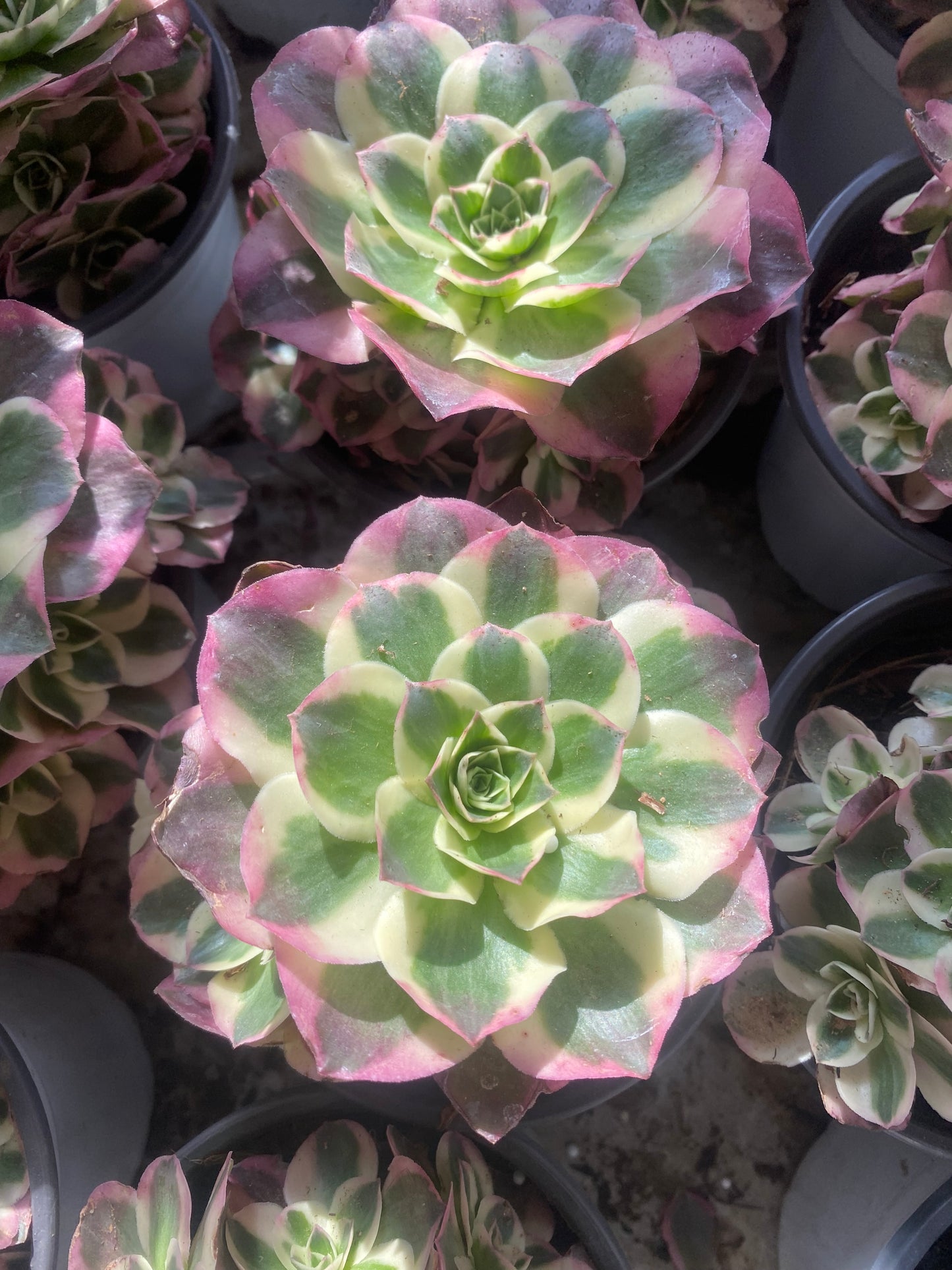 Ruyi/如意 cluster 15-20cm at least 6 heads Aeonium Cluster Succulent Plant