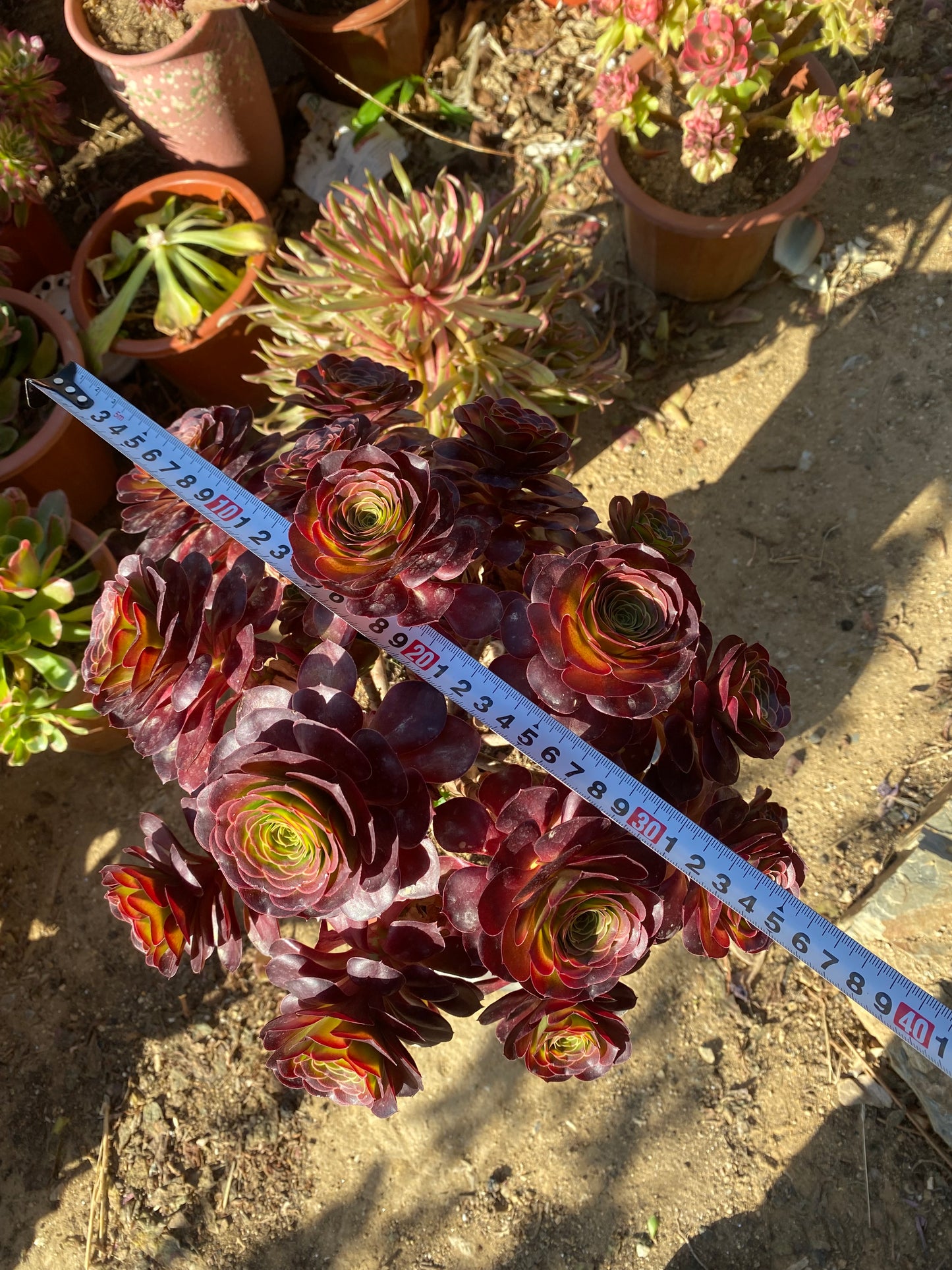 Charm Gold Rose/魅金玫瑰 at least 12 heads 35cm two years old aeonium cluster
