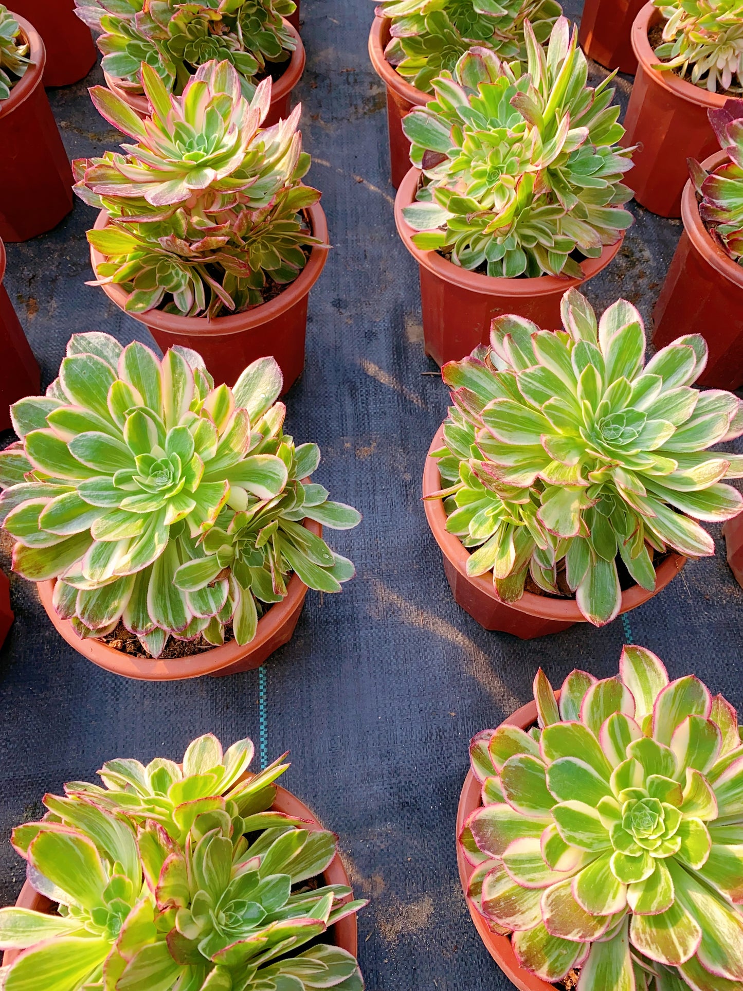 Kaleidoscope/万花筒 cluster 20-30cm at least 8 heads