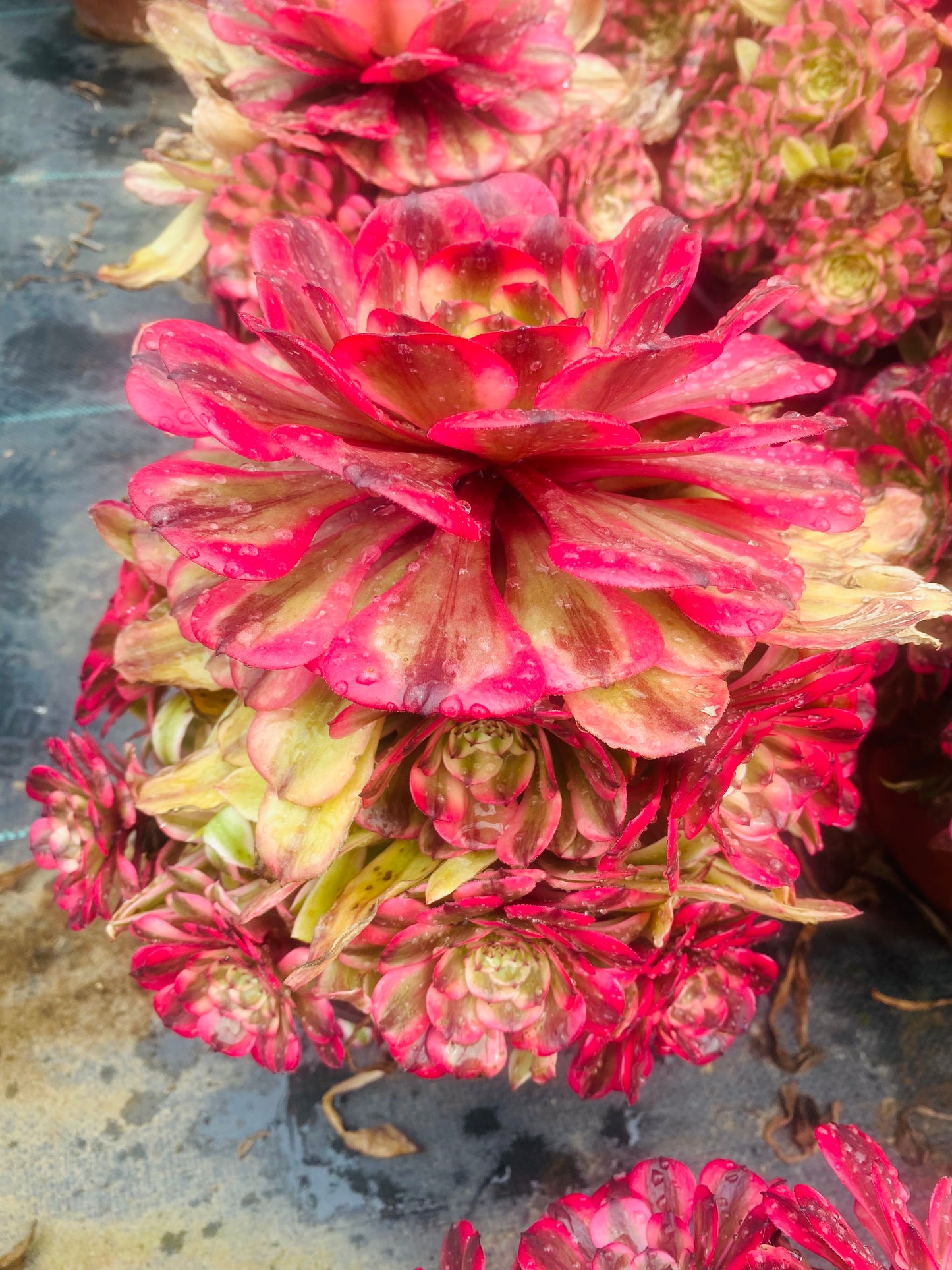 Pink Meiji/粉体美姬 cluster 20-30cm at least 10 heads