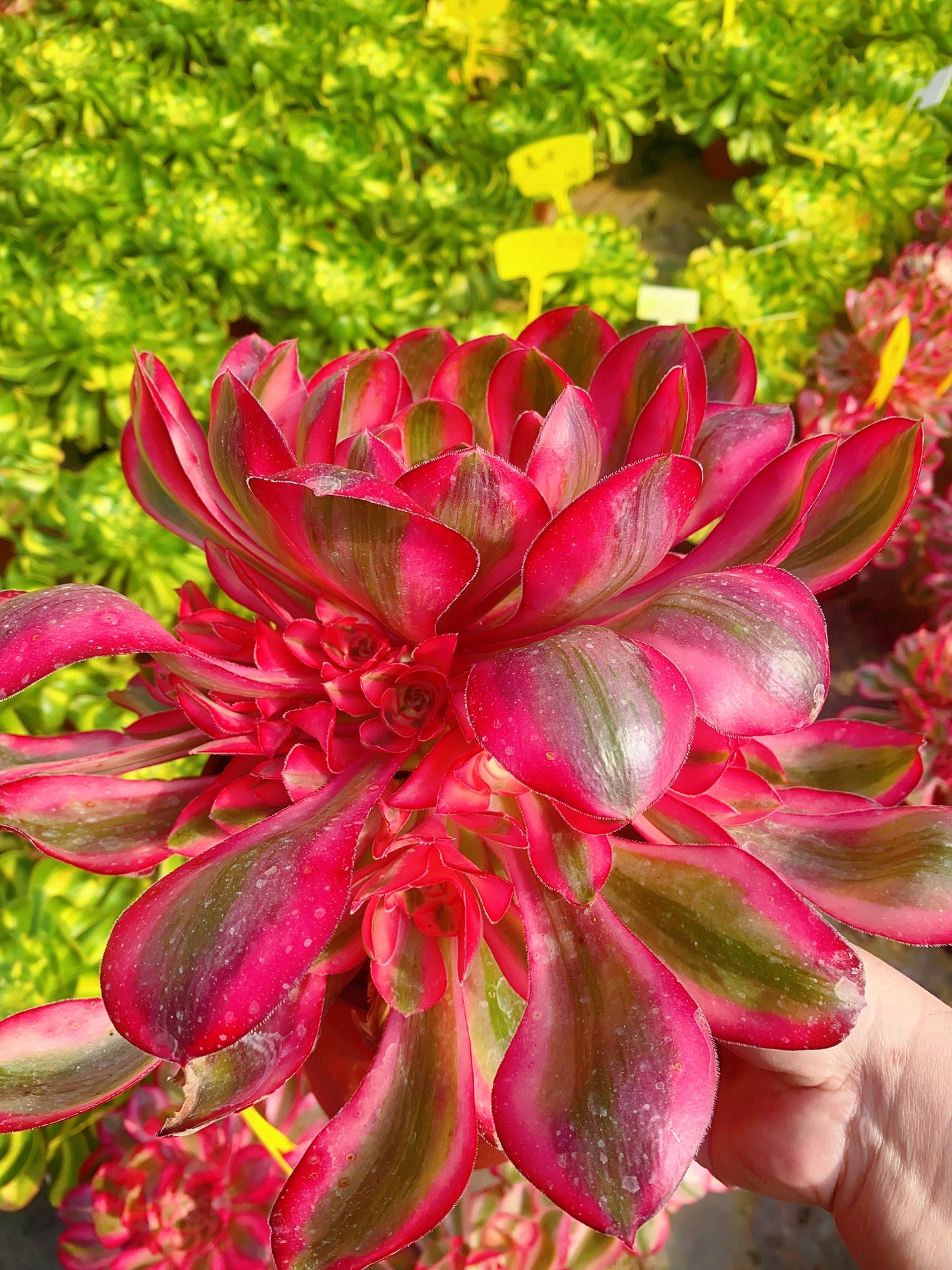 Alice/爱丽丝 cluster 30-40cm at least 8 heads