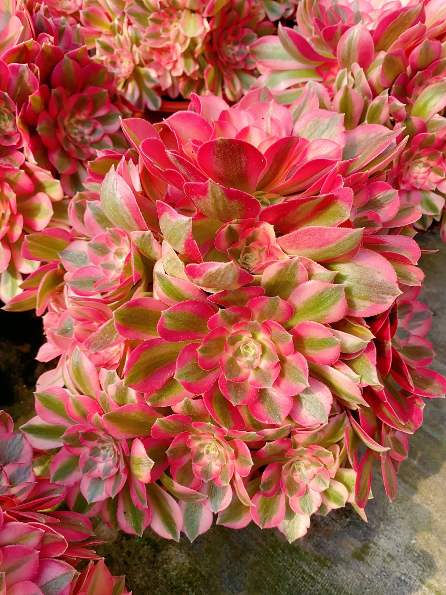 Pink Girl/粉女郎 Cluster At least 18 heads 30-40cm two years old