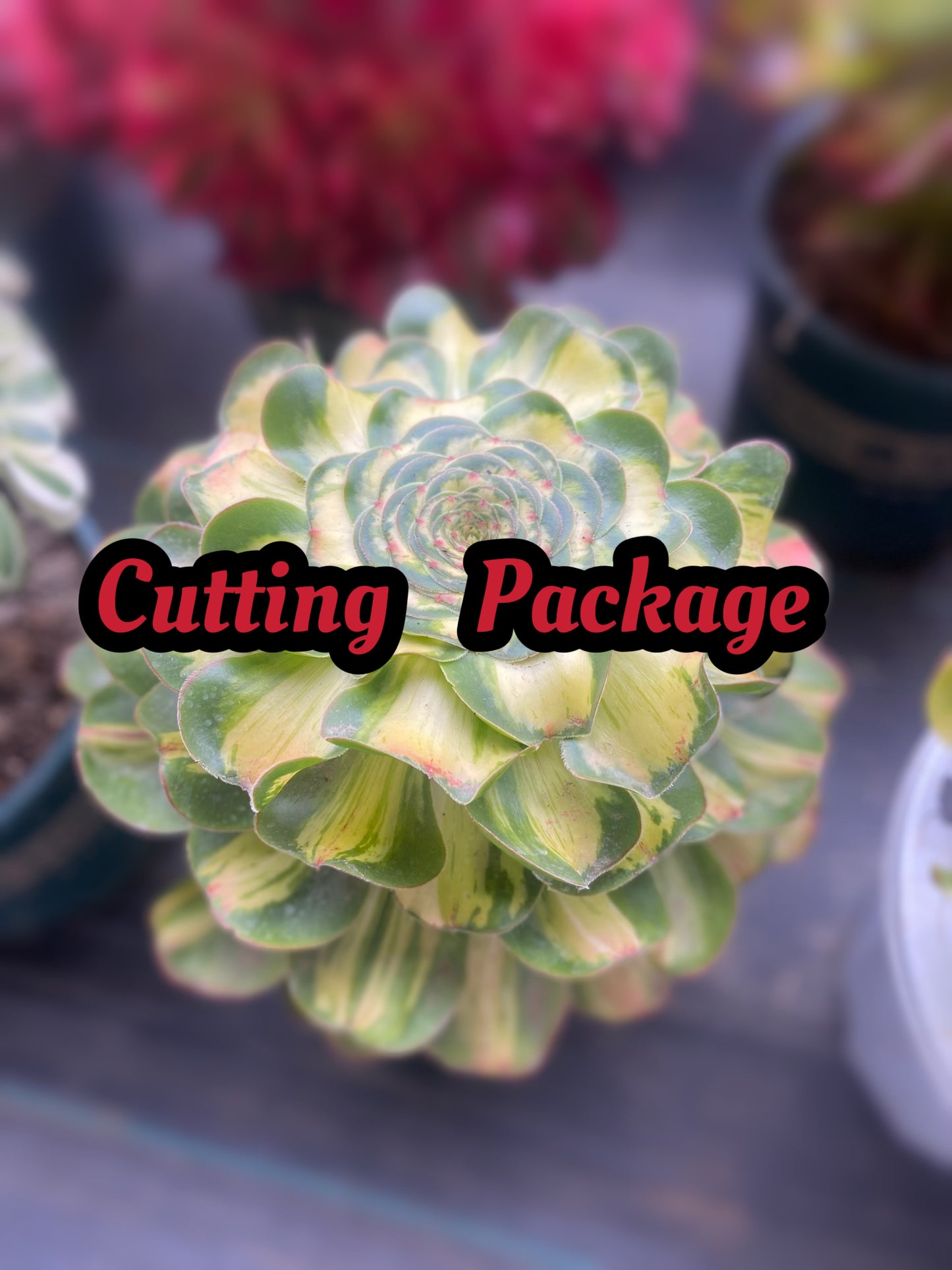 Choose 40 cuttings as yourself