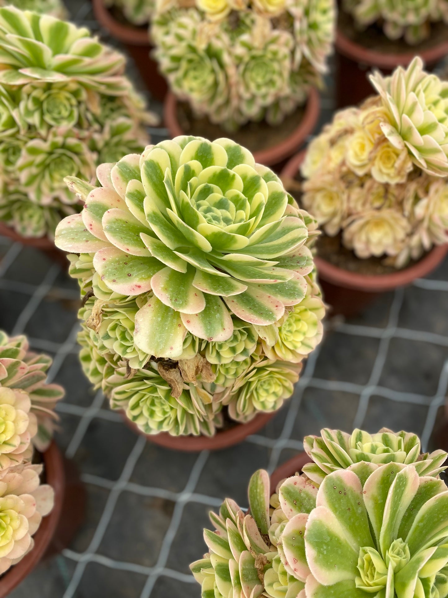 Maybach/迈巴赫 Cluster At least 15 heads 20cm-25cm