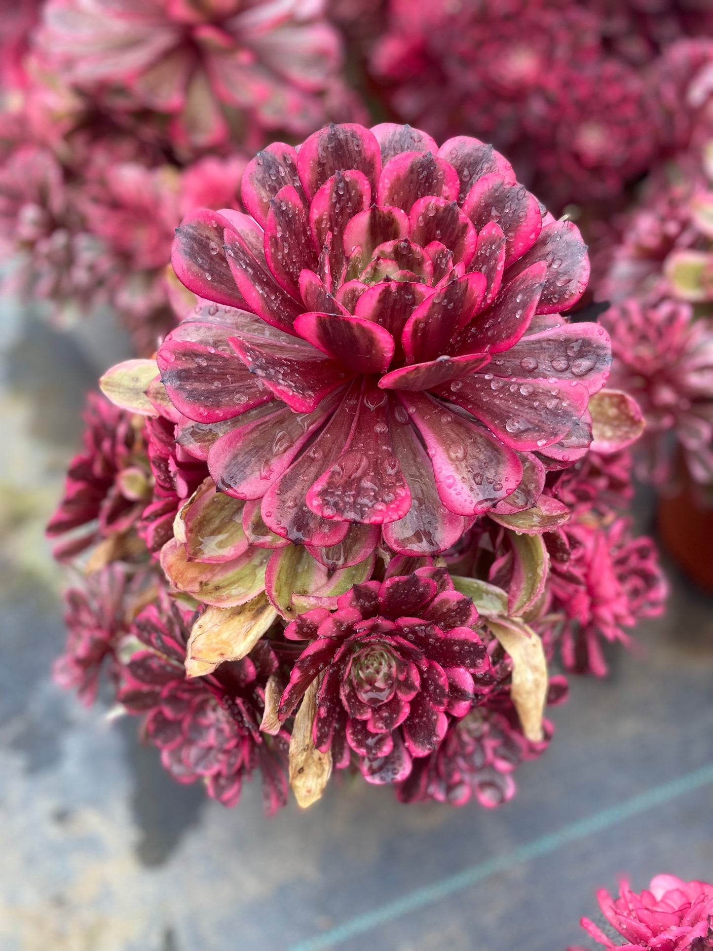 Pink Moonlight/粉体白月光 cluster 20-30cm at least 10 heads