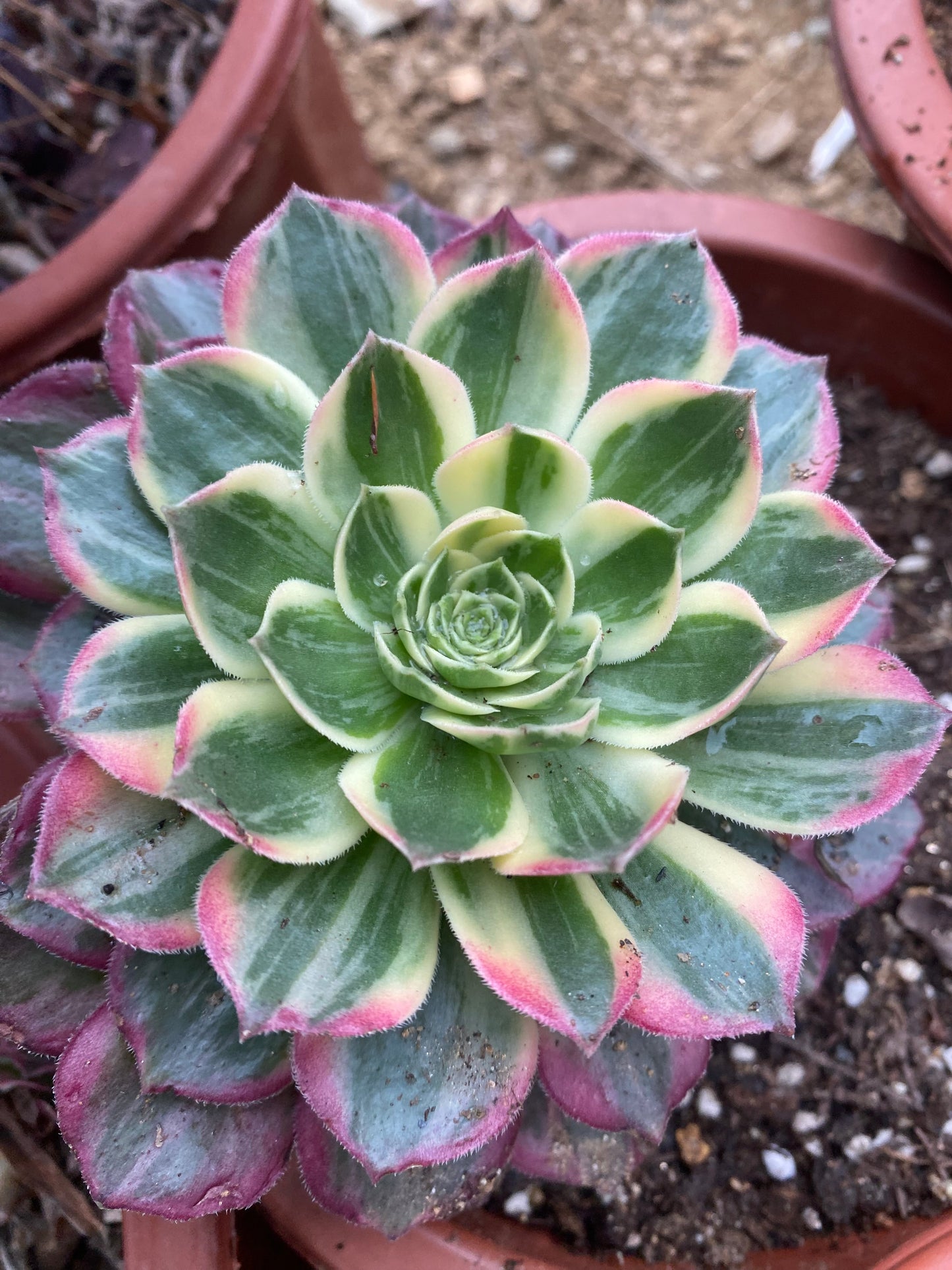 Kaleidoscope/万花筒 cutting at least 10cm