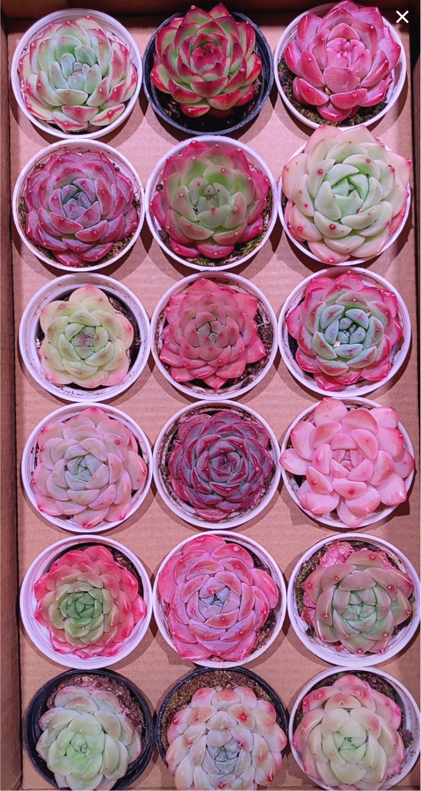 Echeveria Package 5cm pot 60 pieces are randomly delivered with pots.