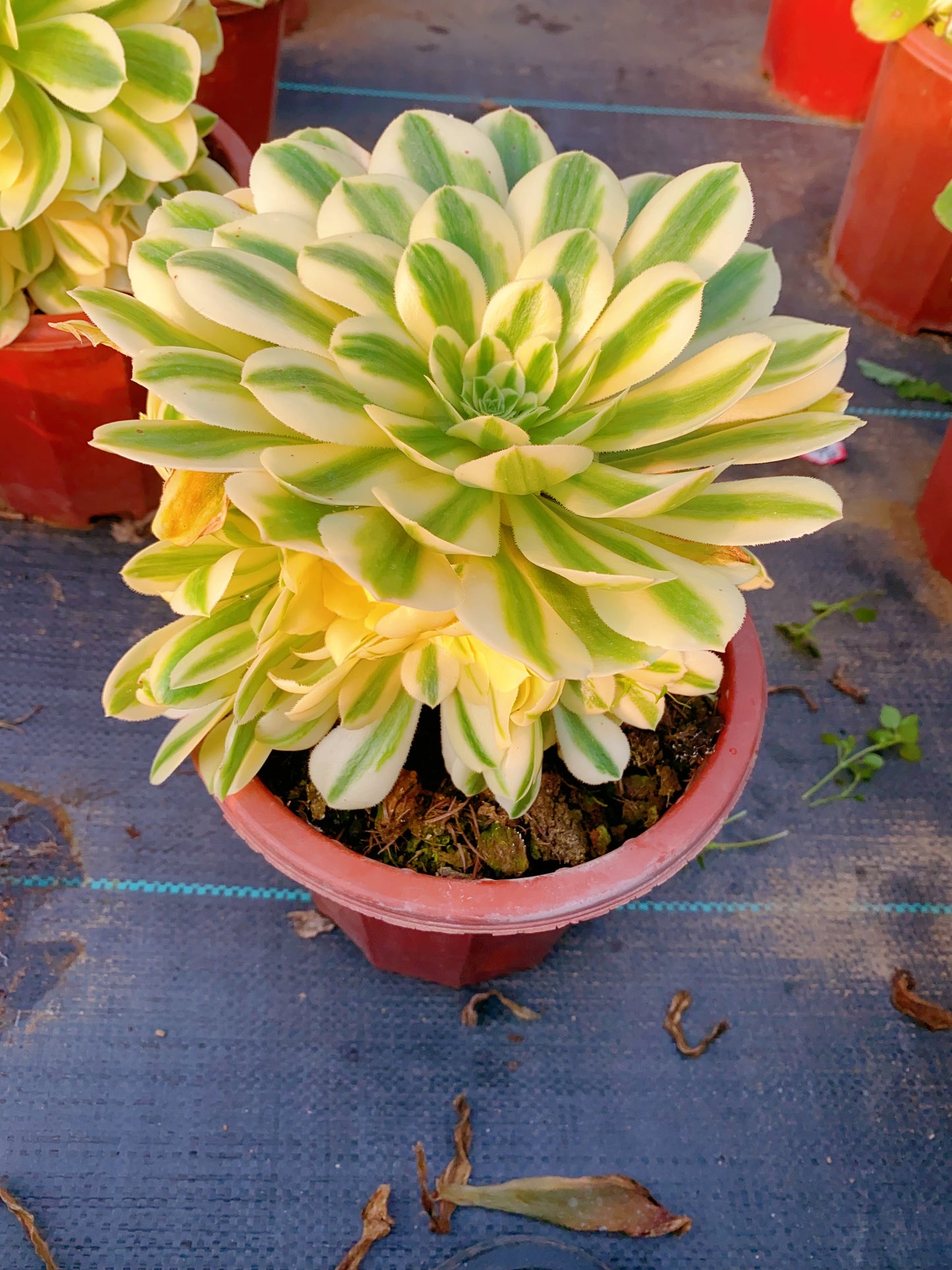 Maybach/迈巴赫 cluster 20-30cm at least 10 heads