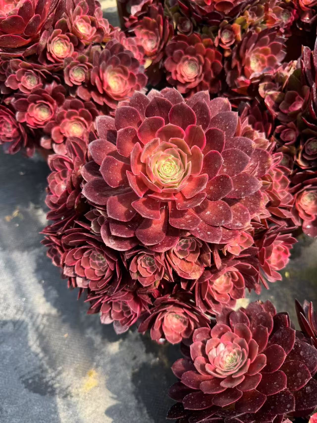 Carat Lover/克拉恋人 cluster at least 18 heads 20-30cm aeonium cluster