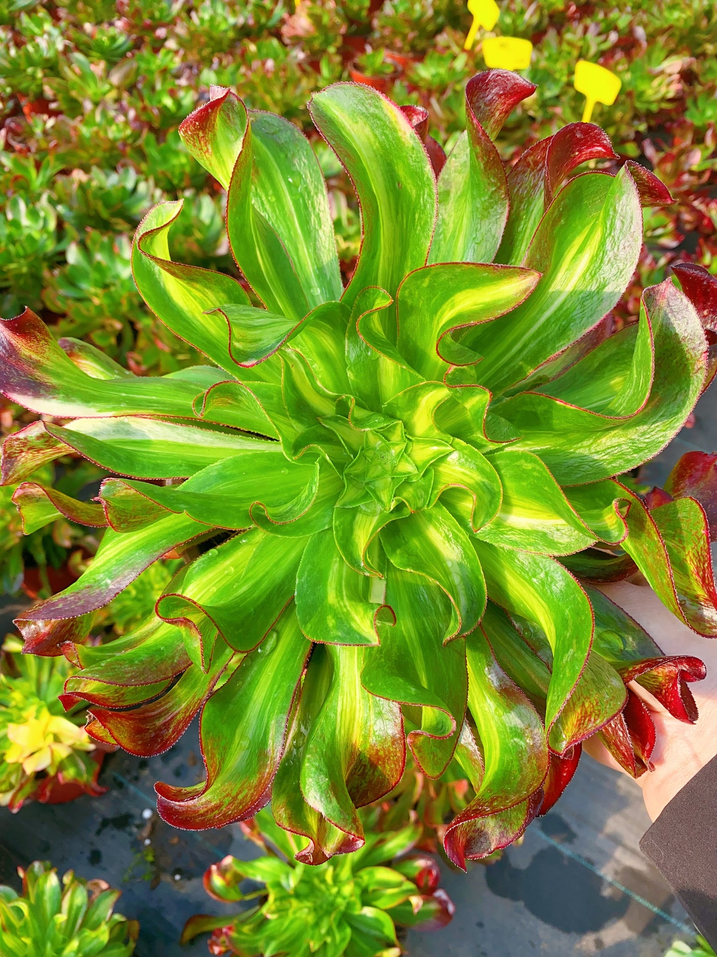 Colorful Phantom/魅影中斑七彩 cluster 20-30cm at least 6 heads